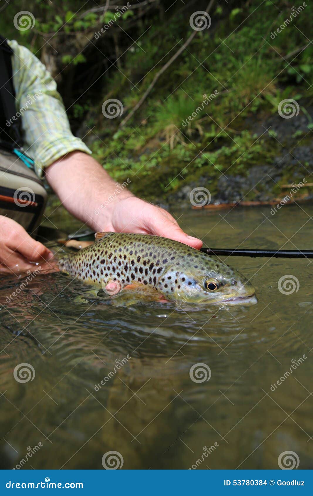 Closeup of Brown Trout in the Hands of Fisherman Stock Photo Image of