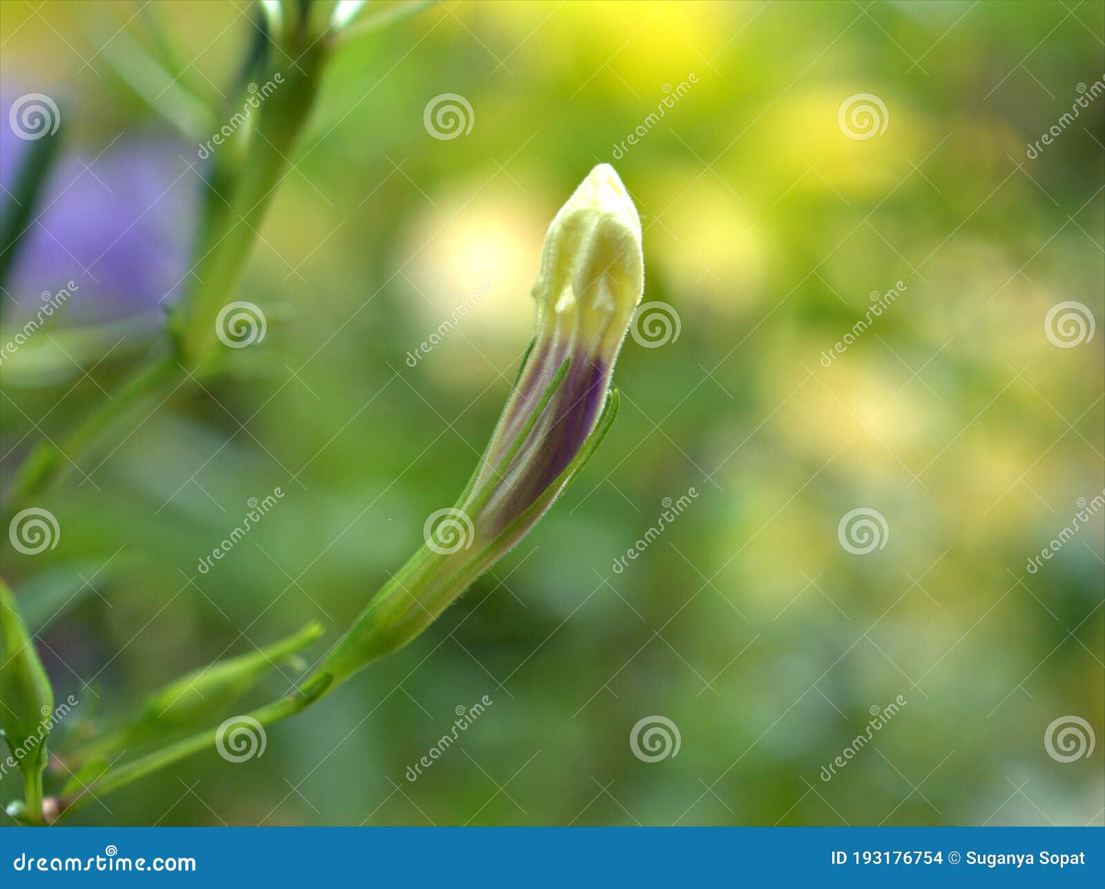 closeu bud flower of ruellia toberosa wild petunia flowers in garden with green blurred background ,macro image ,sweet color