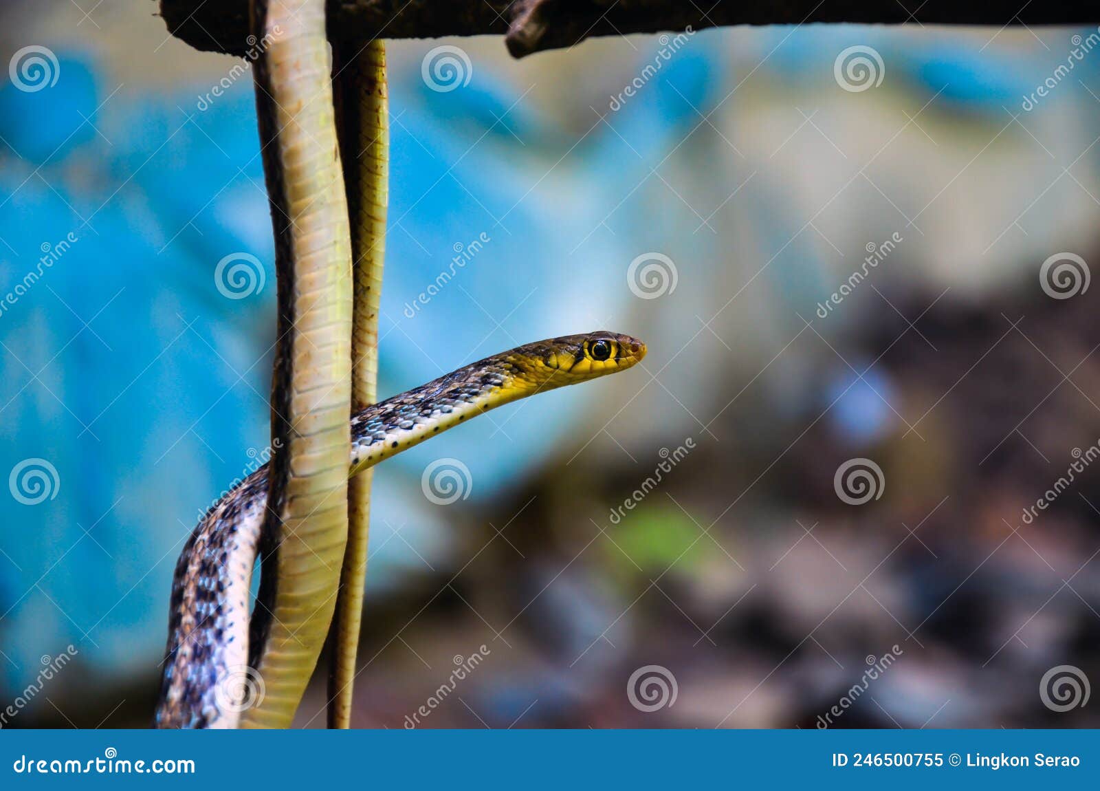 closeup of a buff stripped keelback, amphiesma stolatum, non venomous or nonaggressive snake hanging from a stick