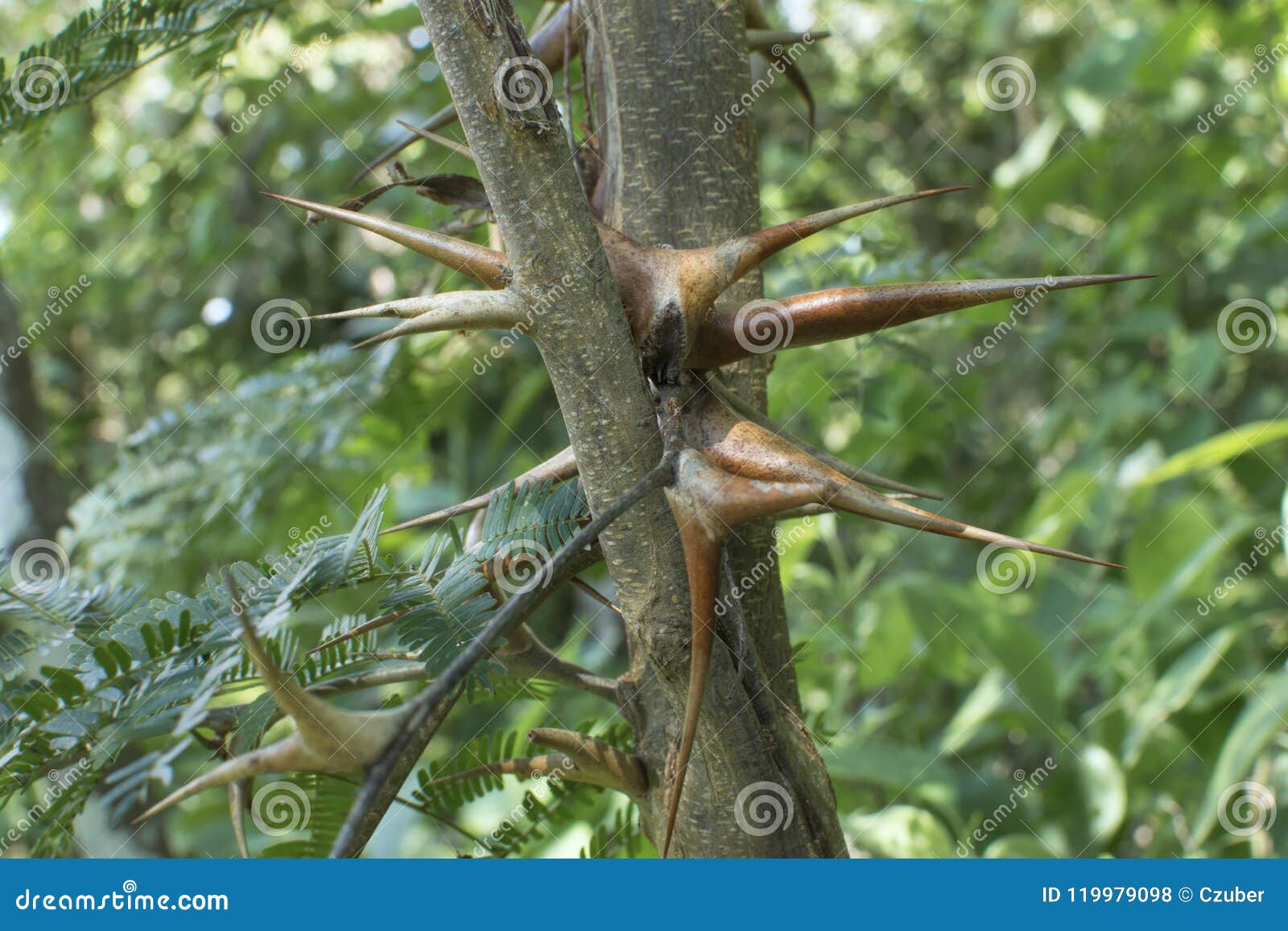 closeup bullhorn acacia thorns in natural habitat