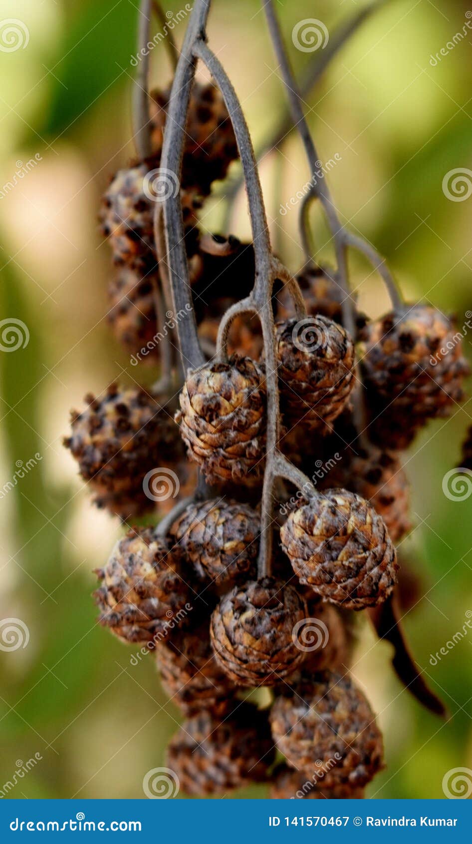 Bunch of Nuts Hanging on Tree Stock Image - Image of morning, fuirt