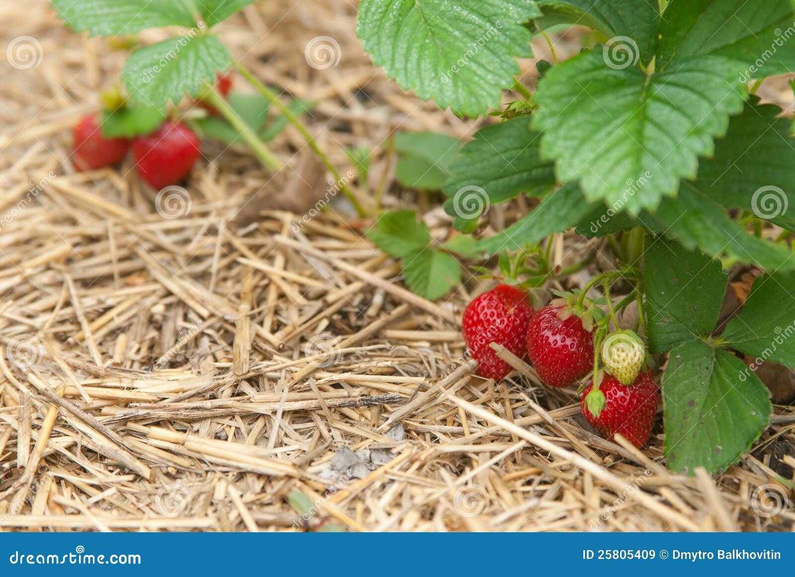 Closeup Bush of Strawberries 2 Stock Image Image of farm, bush 25805409