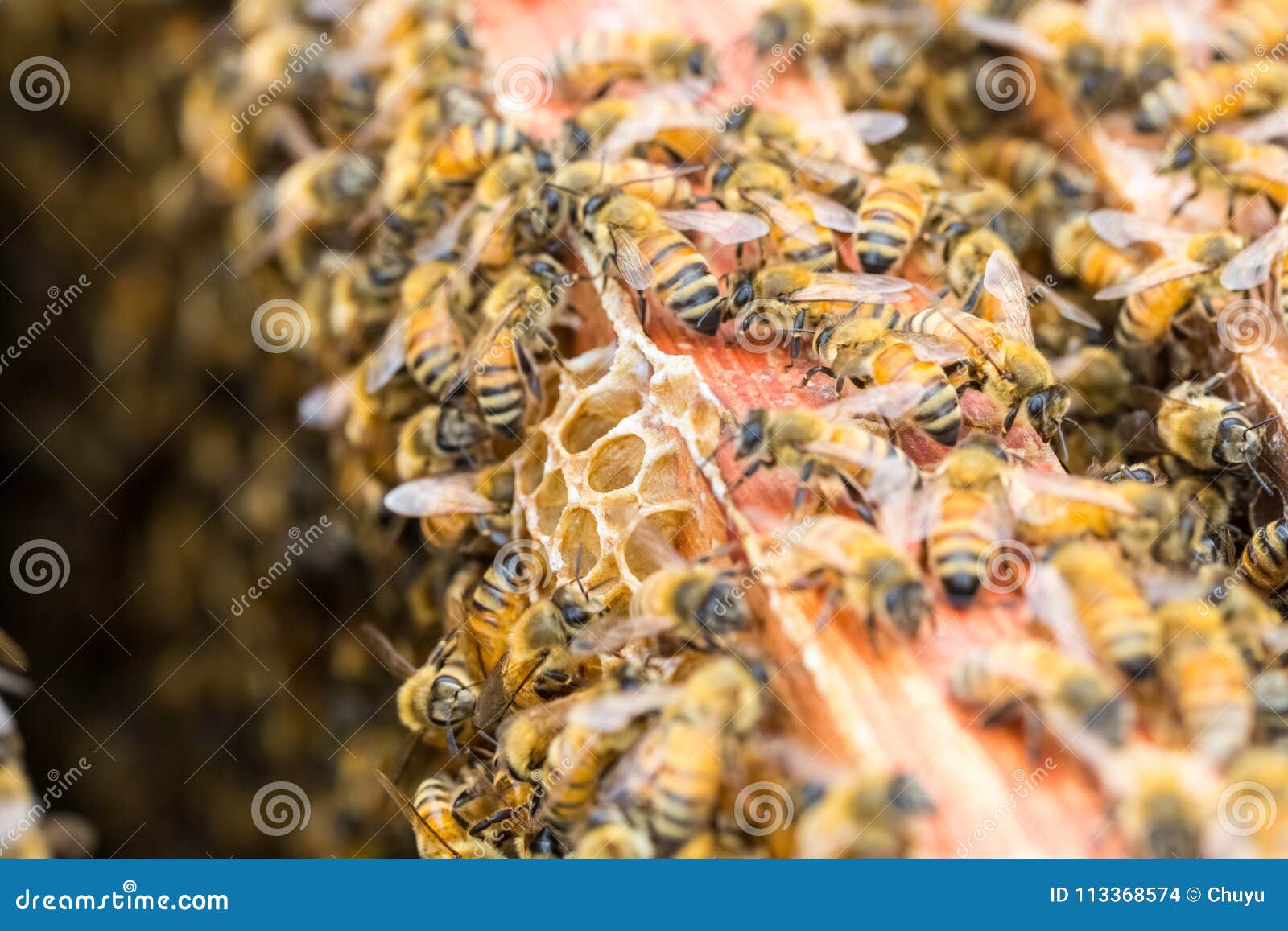 Busy bees on beehive stock photo. Image of bees, comb 113368574