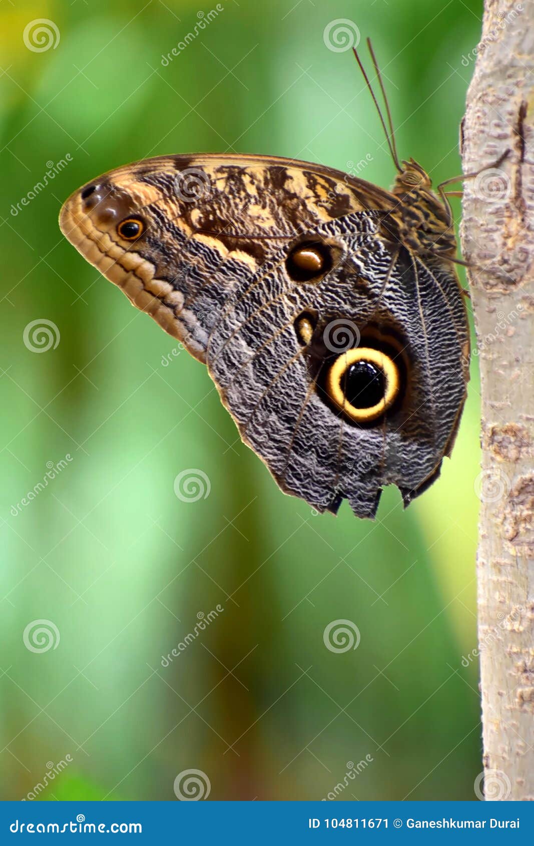 Closeup Of Butterfly Stock Image Image Of Blue Macro 104811671