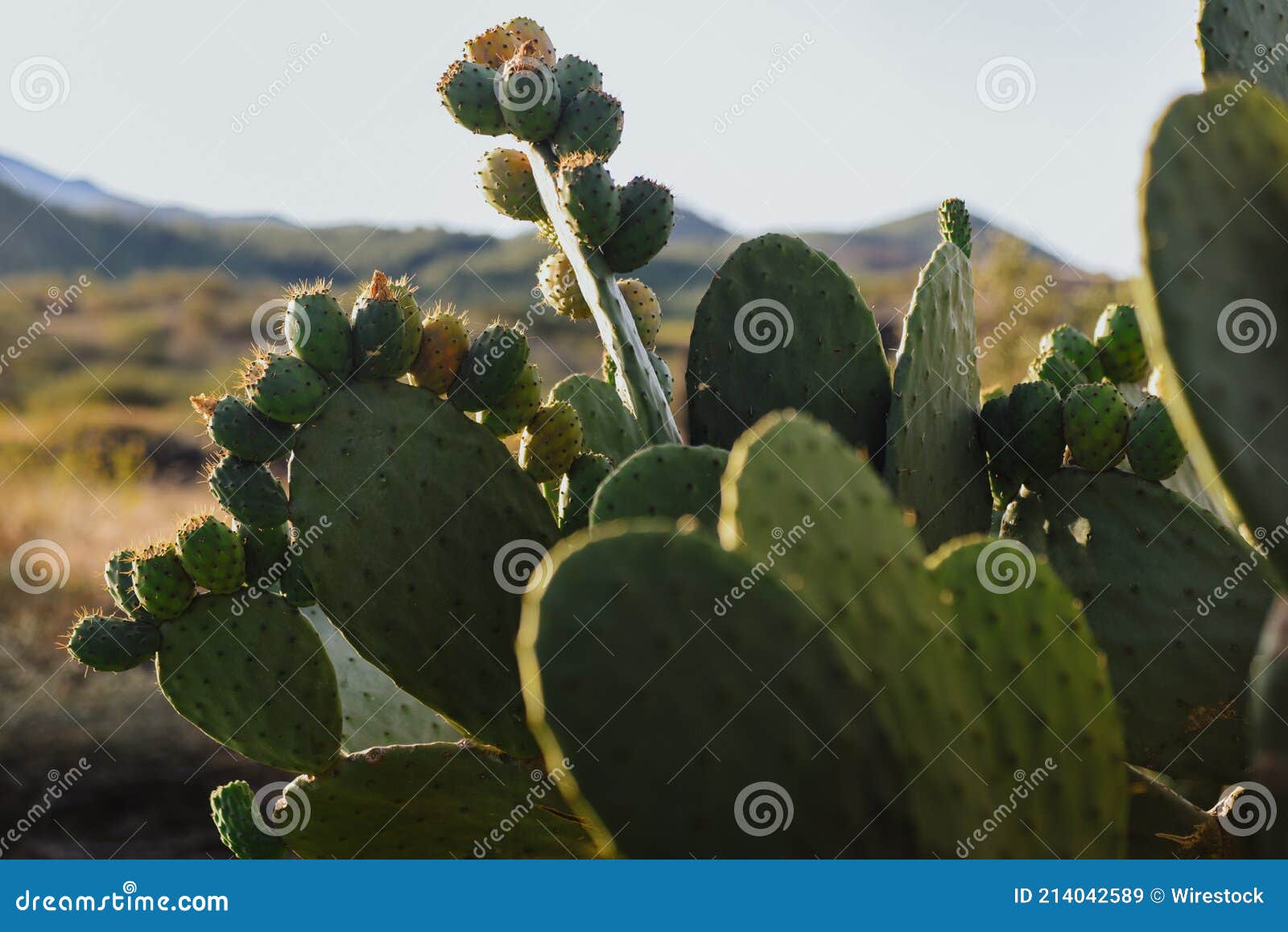 Closeup of Cacti Growing in a Deserted Area Under the Sunlight Stock