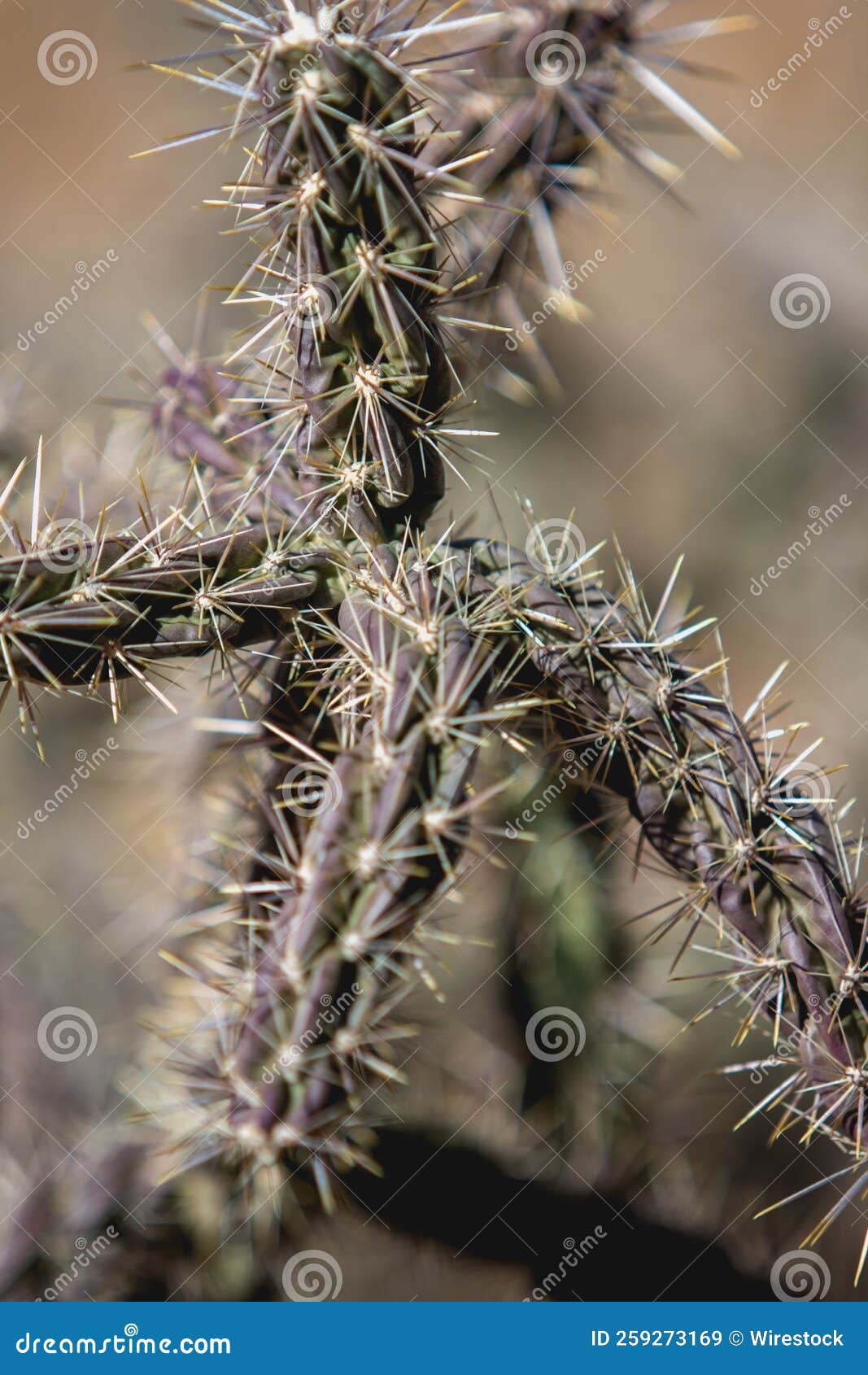 Closeup of Cactus Growing in a Desert with Sunlight Stock Image Image