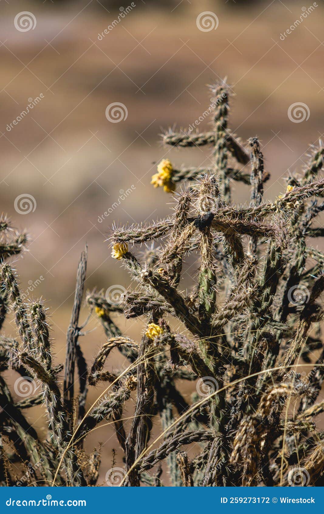 Closeup of Cactus Growing in a Desert with Sunlight Stock Photo Image