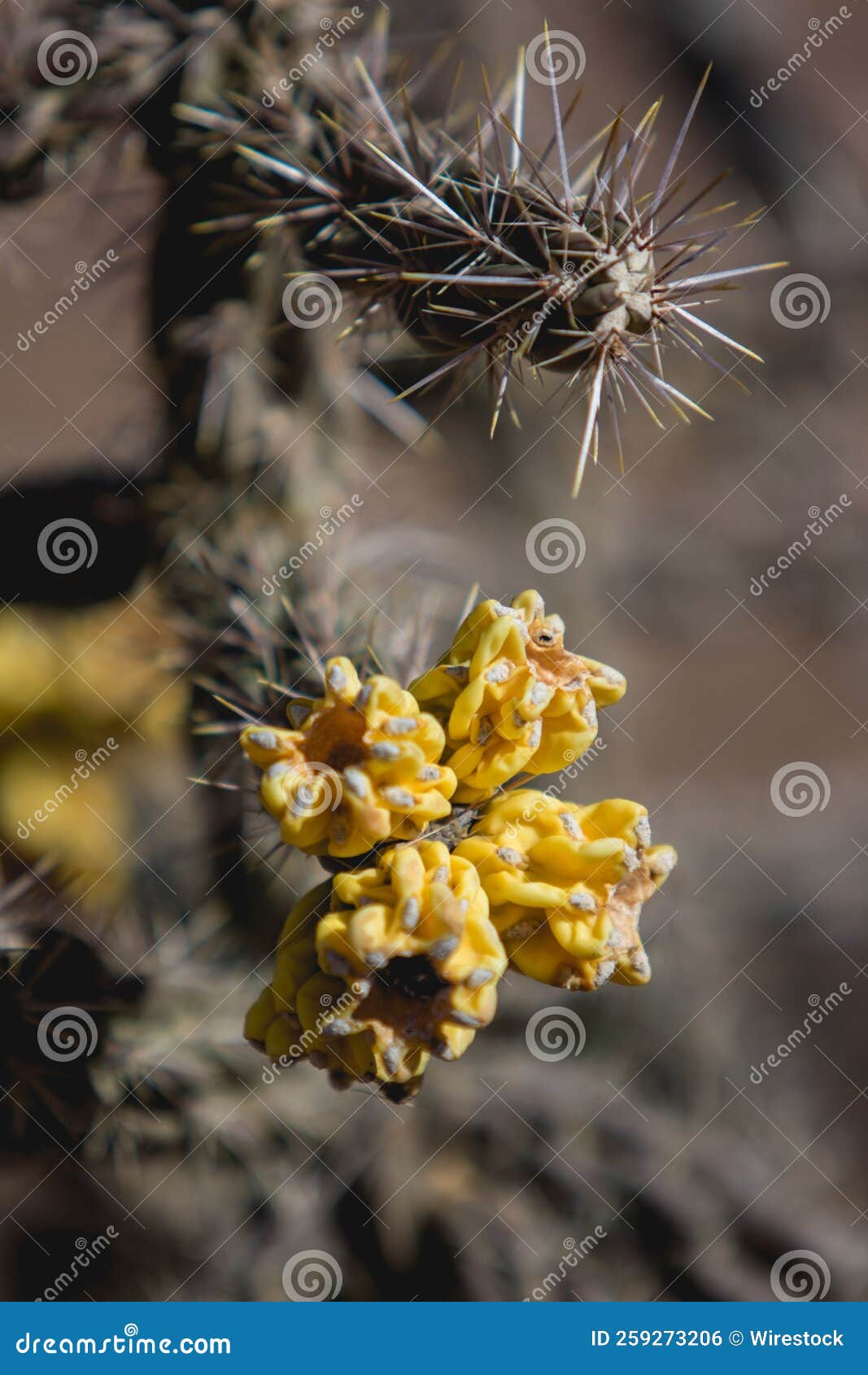 Closeup of Cactus Growing in a Desert with Sunlight Stock Photo Image
