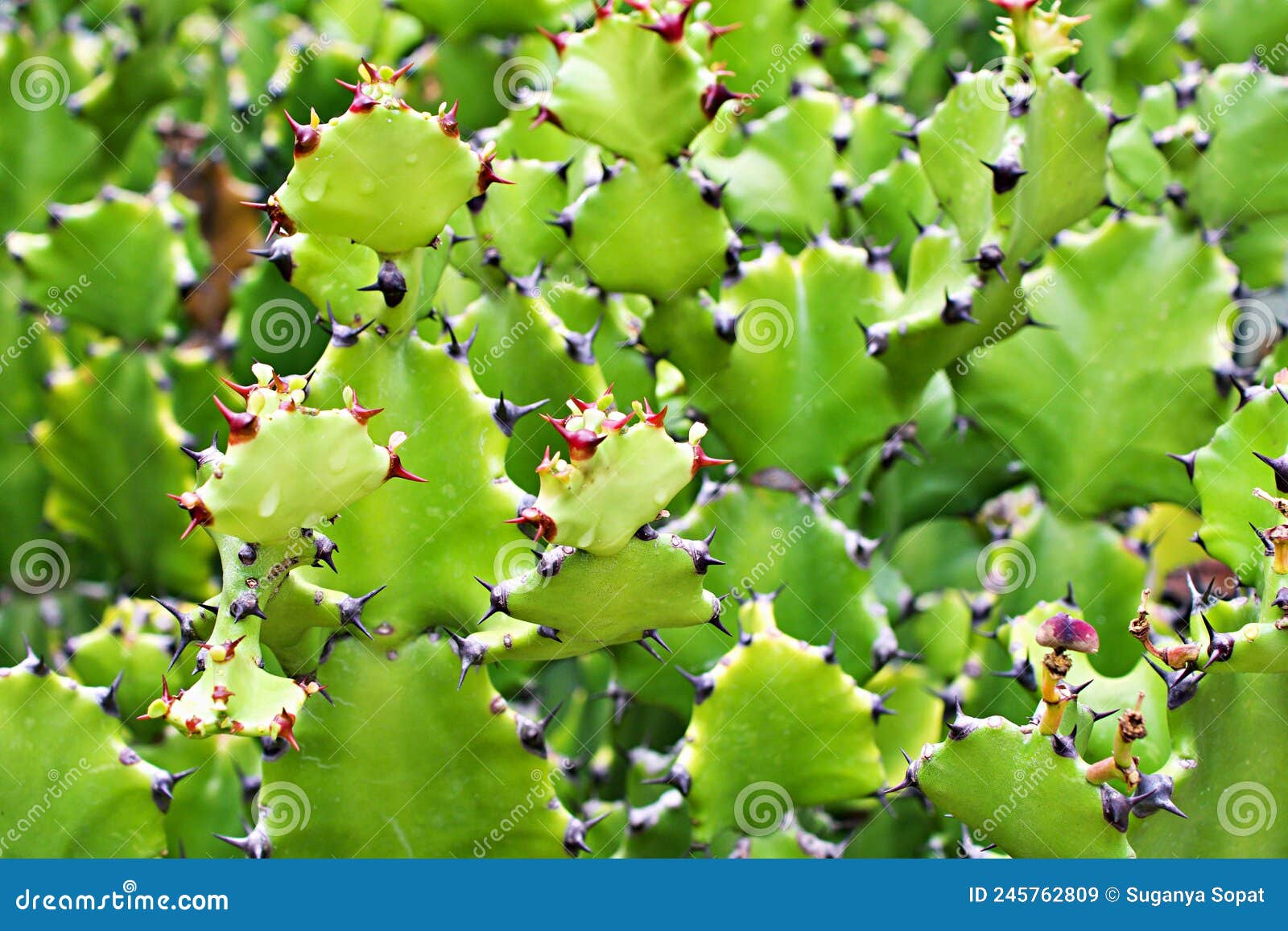 closeup cactus solid plants euphorbia resinifera tortilis sem raiz corte ,rottler ex ainslie desert plants ,indian figs dragon bon