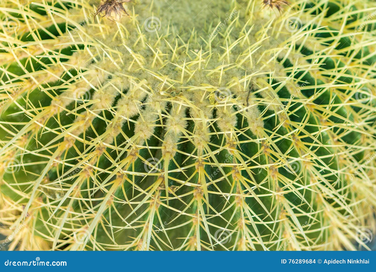 closeup of cactus stem showing sharp spines