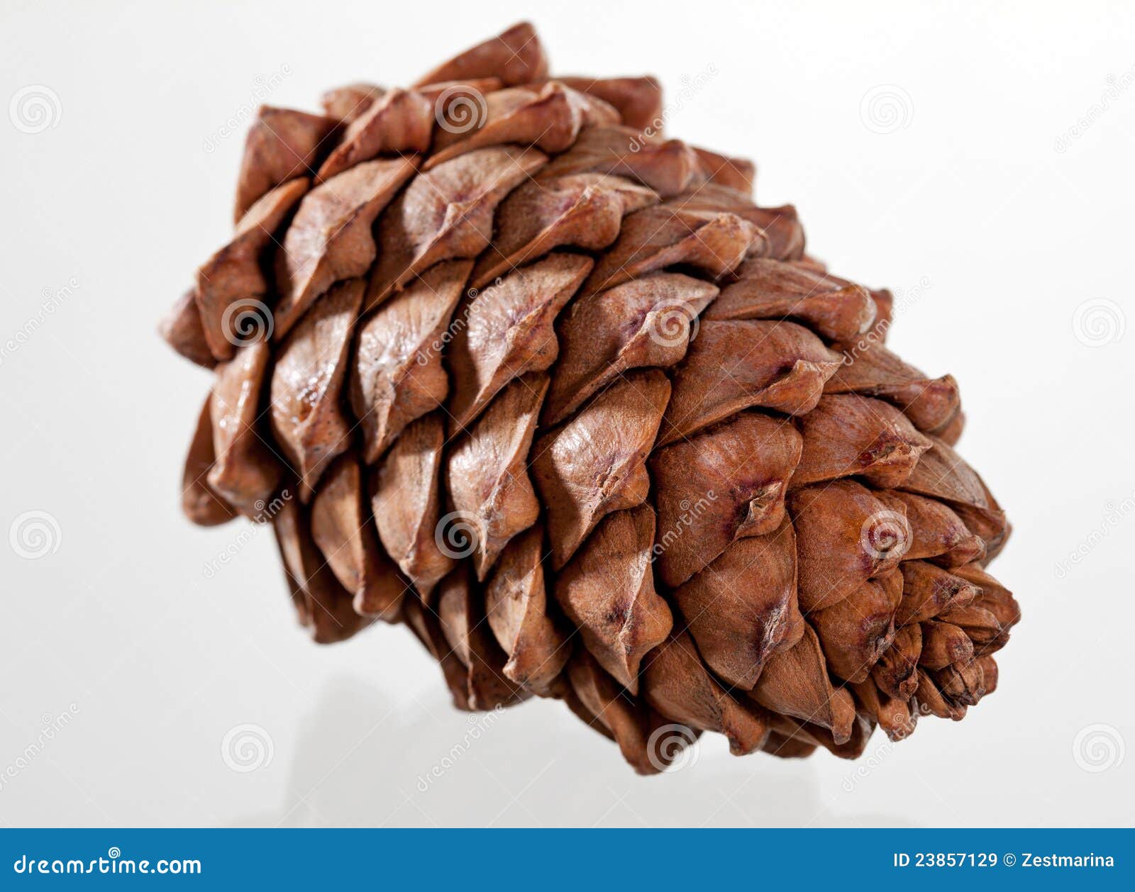 Closeup of a cedar cone stock image. Image of pine, natural 23857129