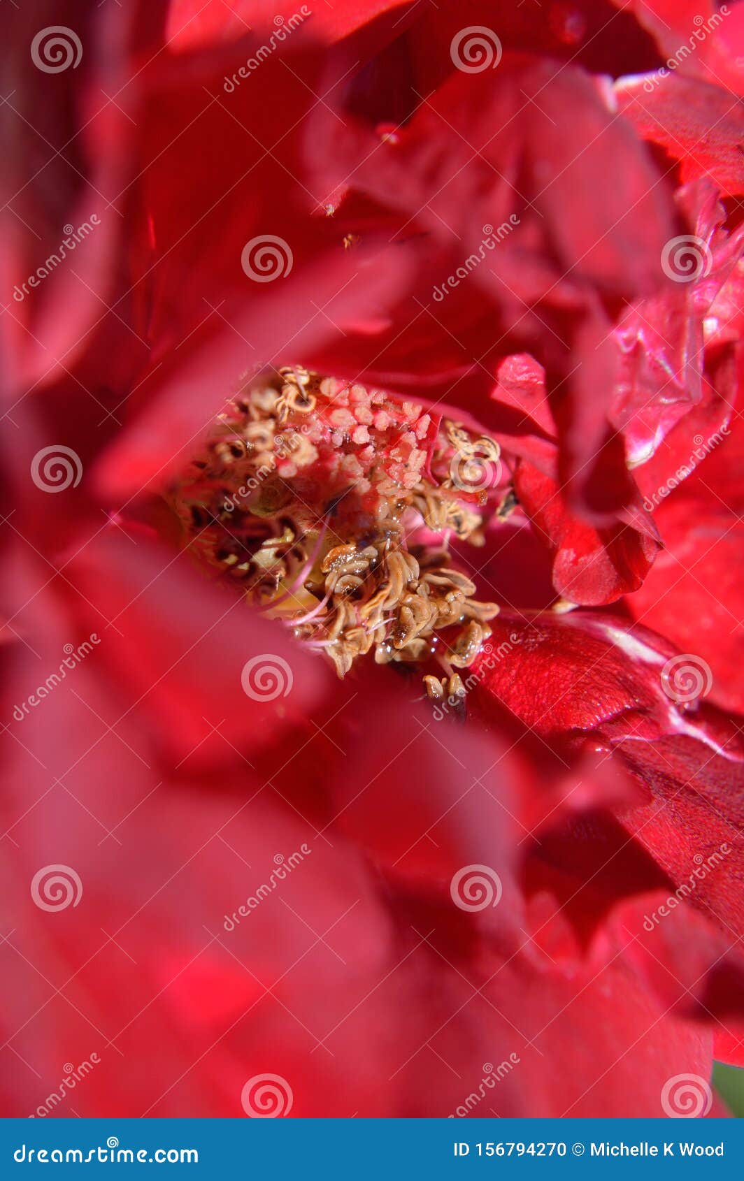 closeup center red rose showing pistil stamen stigma filaments