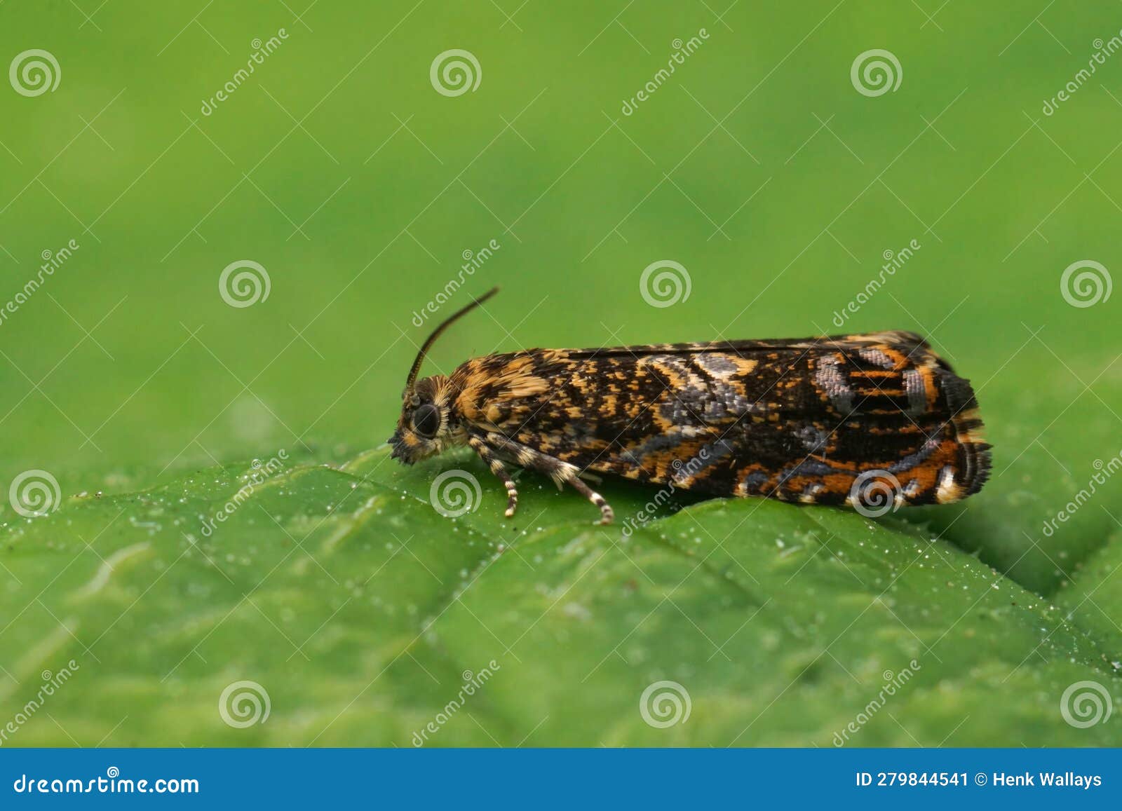 Closeup on the Cherry Bark Tortrix Micro Moth, Sitting on a Green Leaf