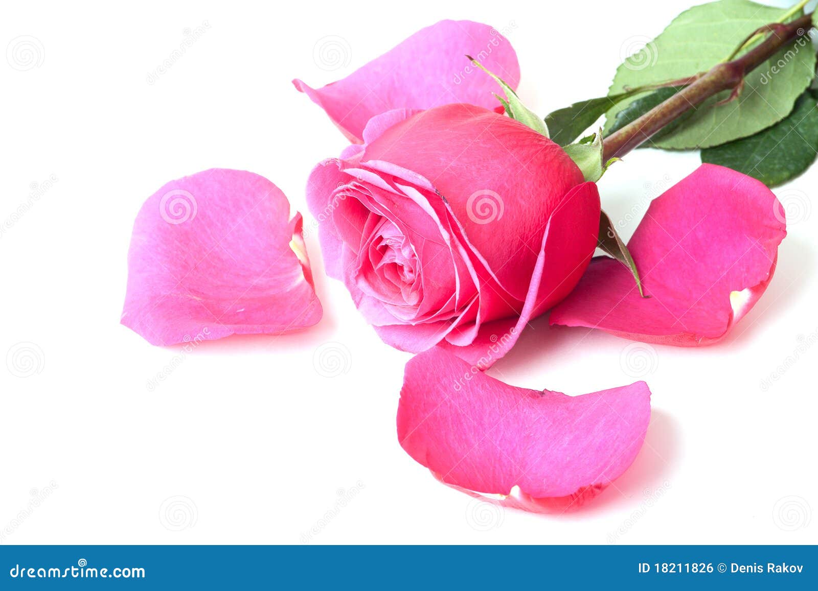 Closeup of Cherry Rose and Petals Stock Photo Image of background, nature 18211826
