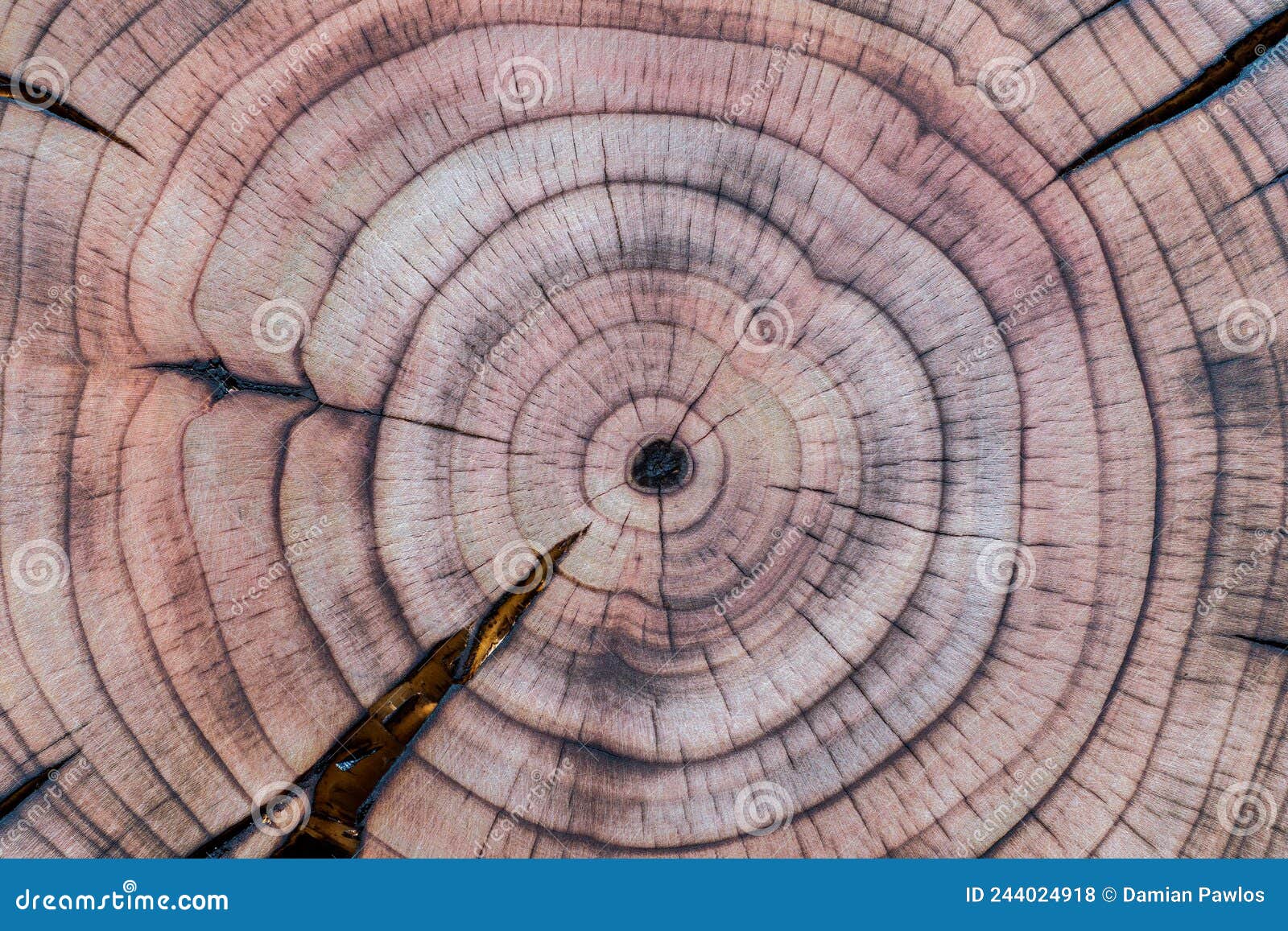 Collection with wood textures. Tree growth rings and old log hand drawn  set. Stock Vector | Adobe Stock