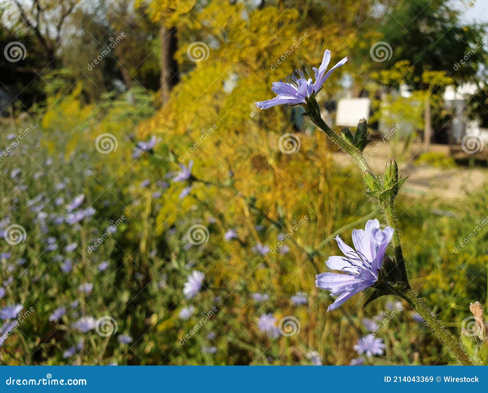 Closeup of Chicory Flowers, Outdoors during Daylight Stock Image