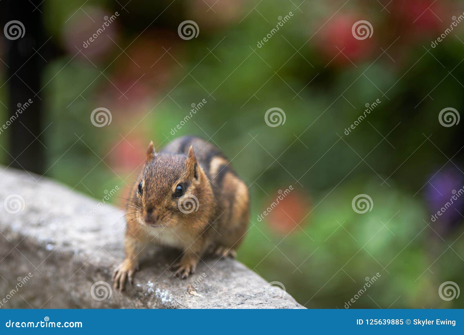 Chipmunk Eating In The Garden Stock Image Image Of Outdoor