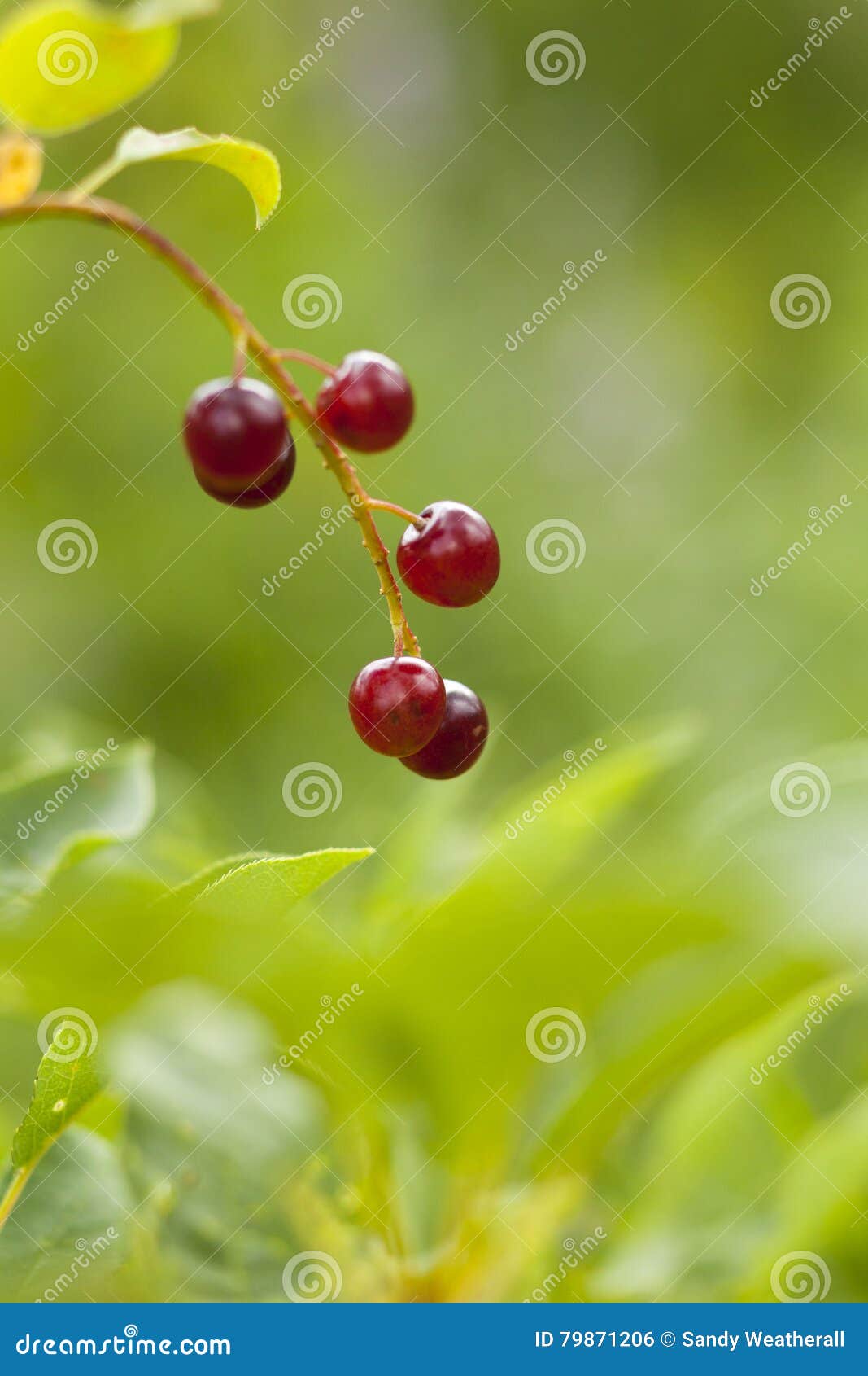 Closeup of Chokecherries stock photo. Image of nature 79871206