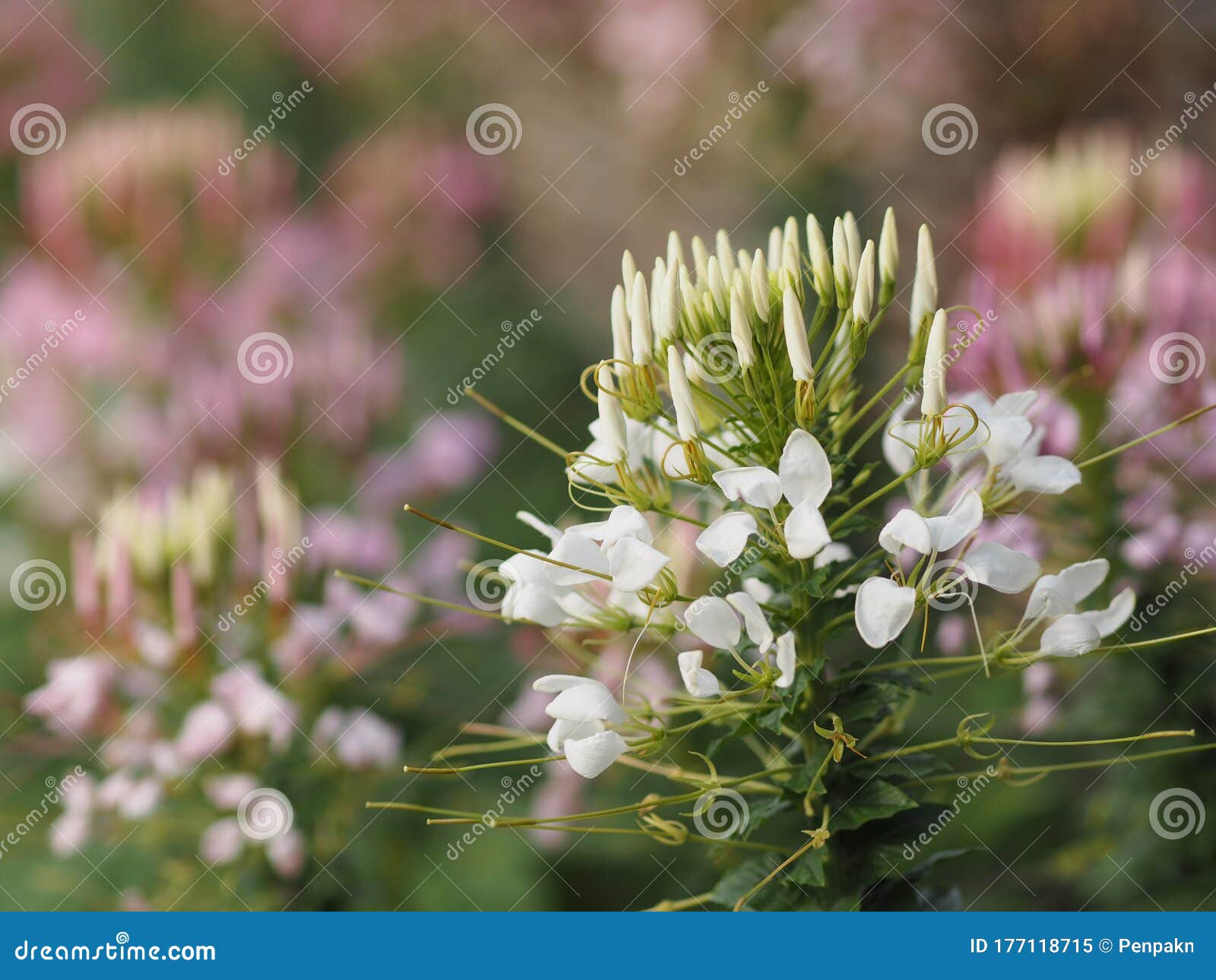 Cleome Hassleriana Spider Flower Spider Plant Flowering Plant In Genus Cleome Of The Family Cleomaceae White Color Flowers In Stock Image Image Of Flowers Botany 177118715