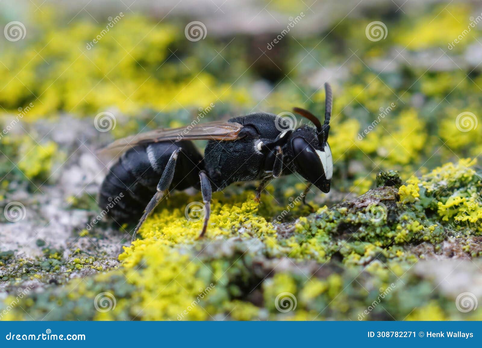 closeup of a clorful striped weevil species , hypera arator