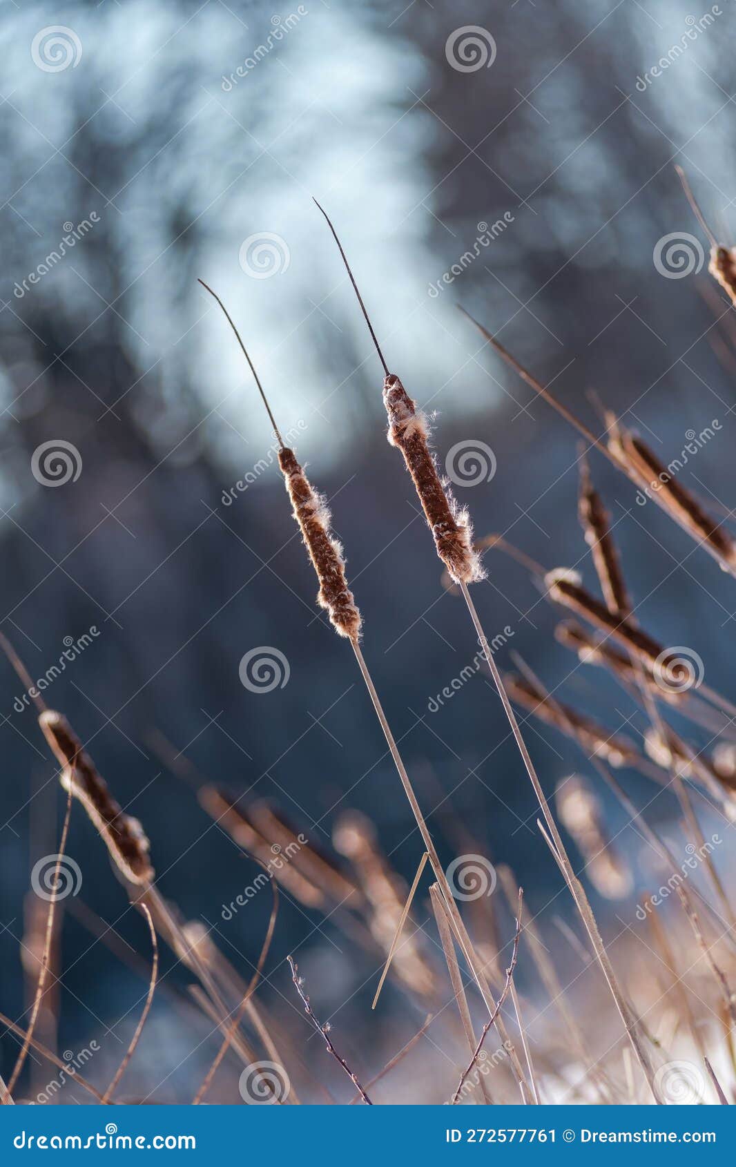 Closeup of a Cluster of Dried Plants in the Snow on a Sunny Day Stock ...