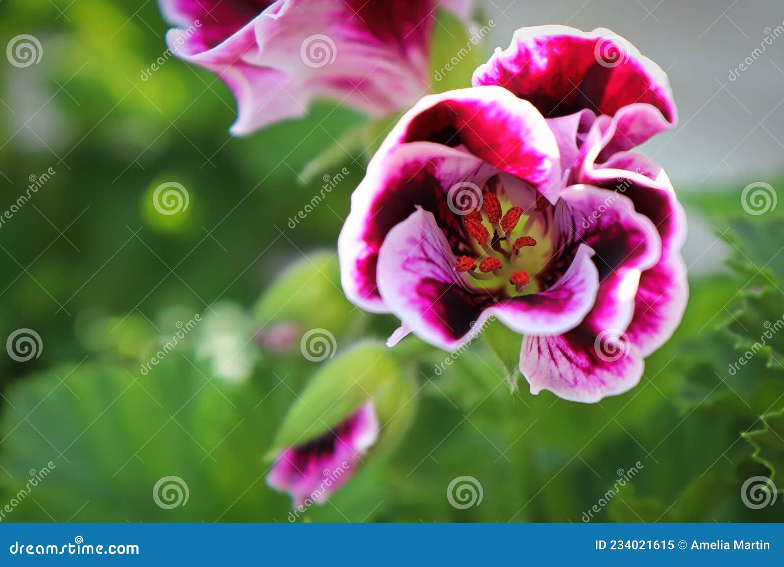 Closeup Cluster of Pink Geranium Flowers in Bloom Stock Image Image