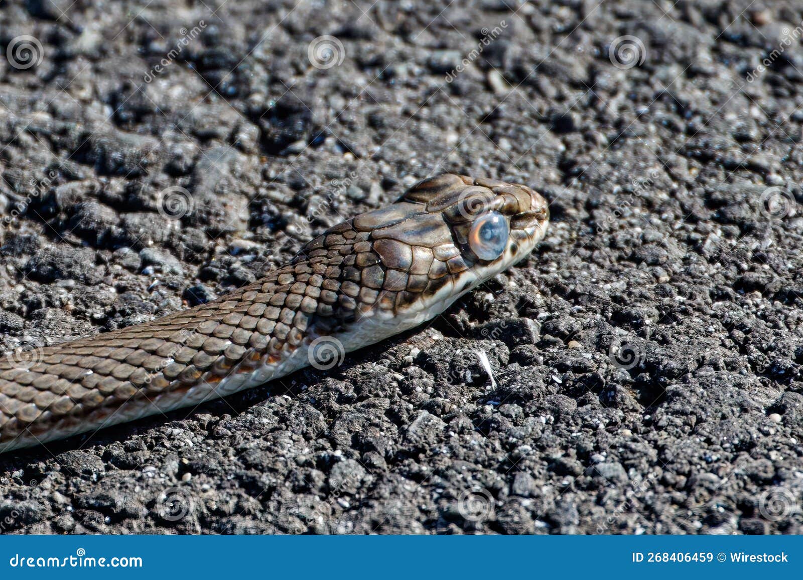 closeup of a coachwhip, masticophis flagellum snake head on an asphalt road