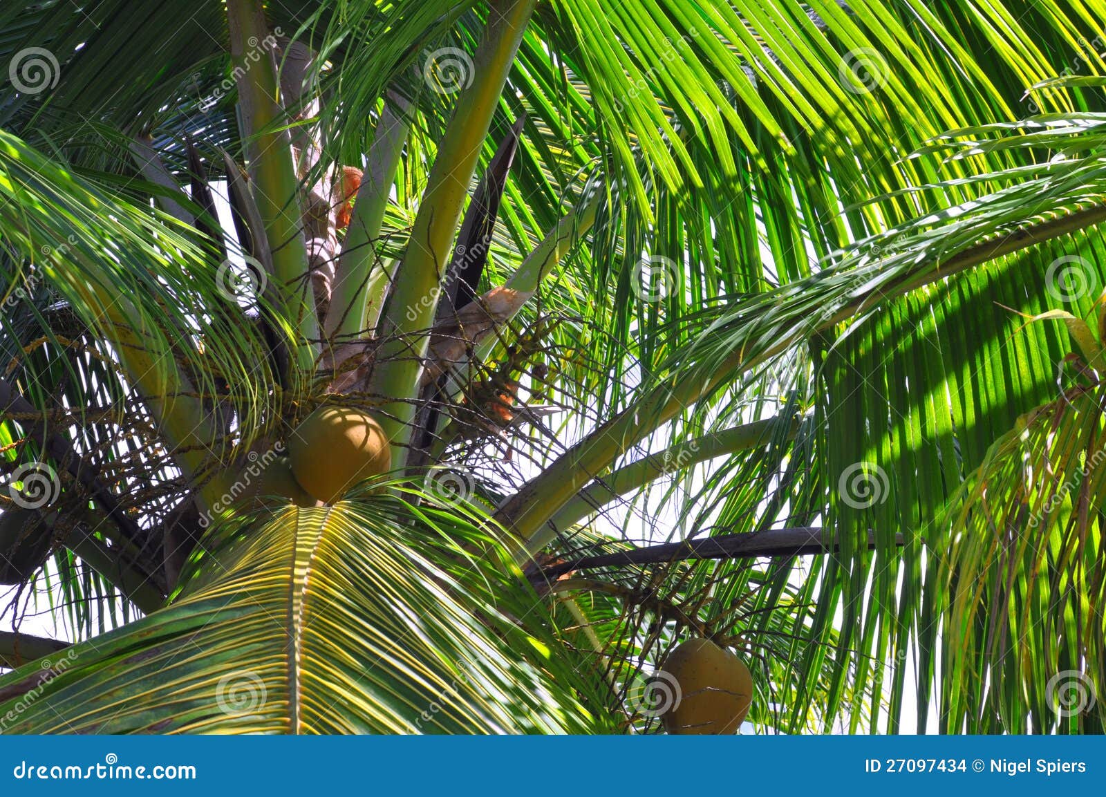 Closeup Of Coconut Palm Fronds And Nuts, Fiji. Stock Images - Image