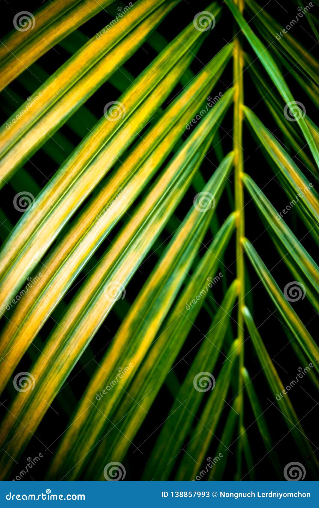 Closeup Coconut, Palm Leaf,green Leaves on Dark   Tropical Exotic Leaf for Wallpaper Vintage Hawaii Style Pa Stock Image -  Image of fresh, coconut: 138857993