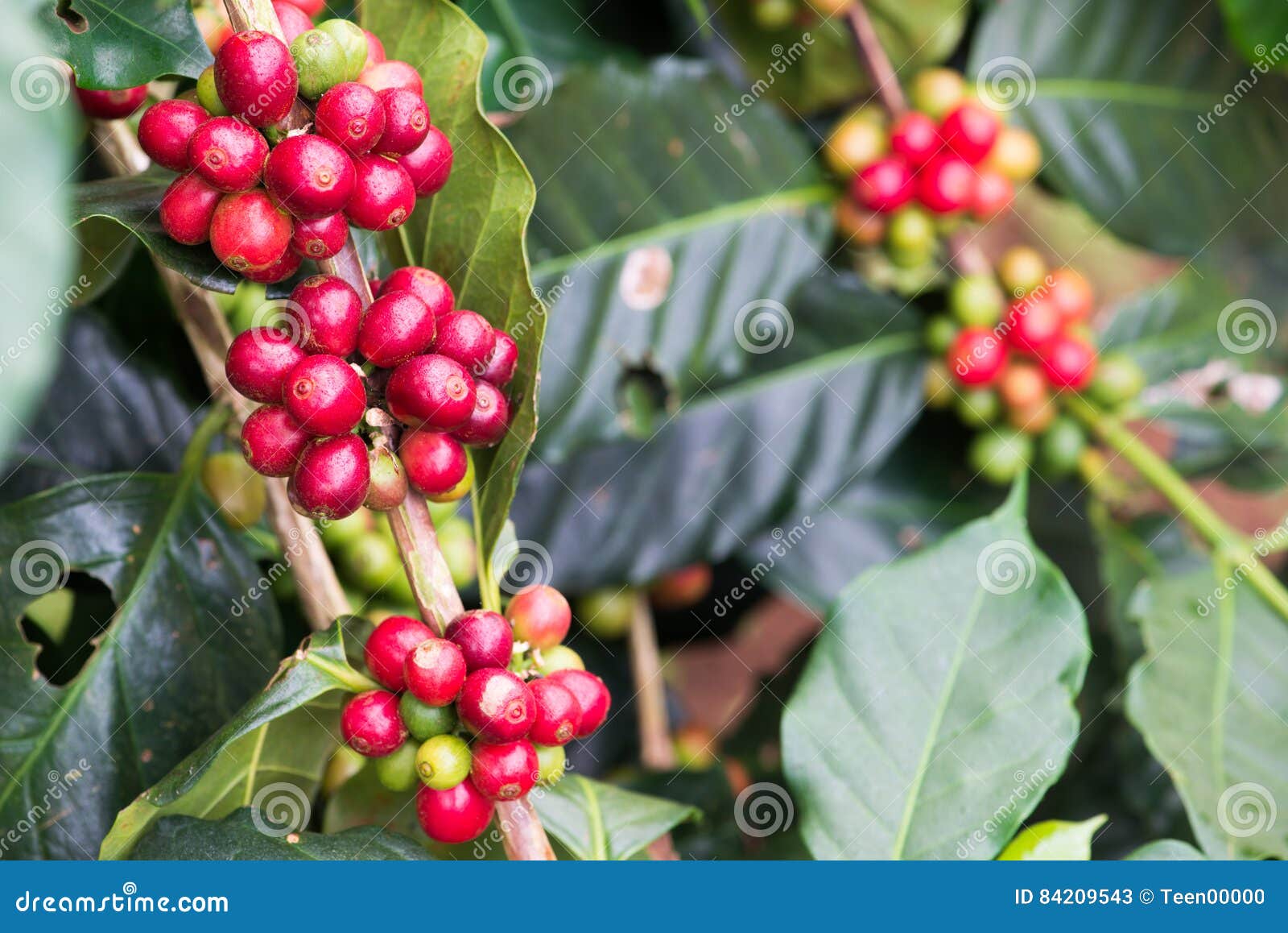 Closeup of Coffee Beans Fruit on Tree in Farm Stock Image Image of