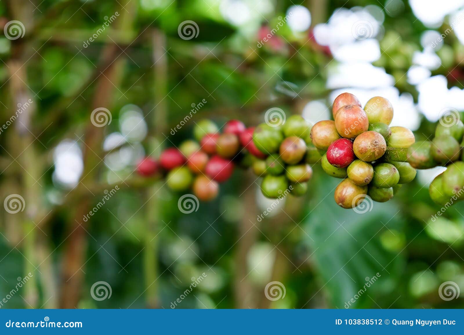 Closeup of Coffee Cherries on Tree Branch Stock Photo Image of fresh, bush 103838512