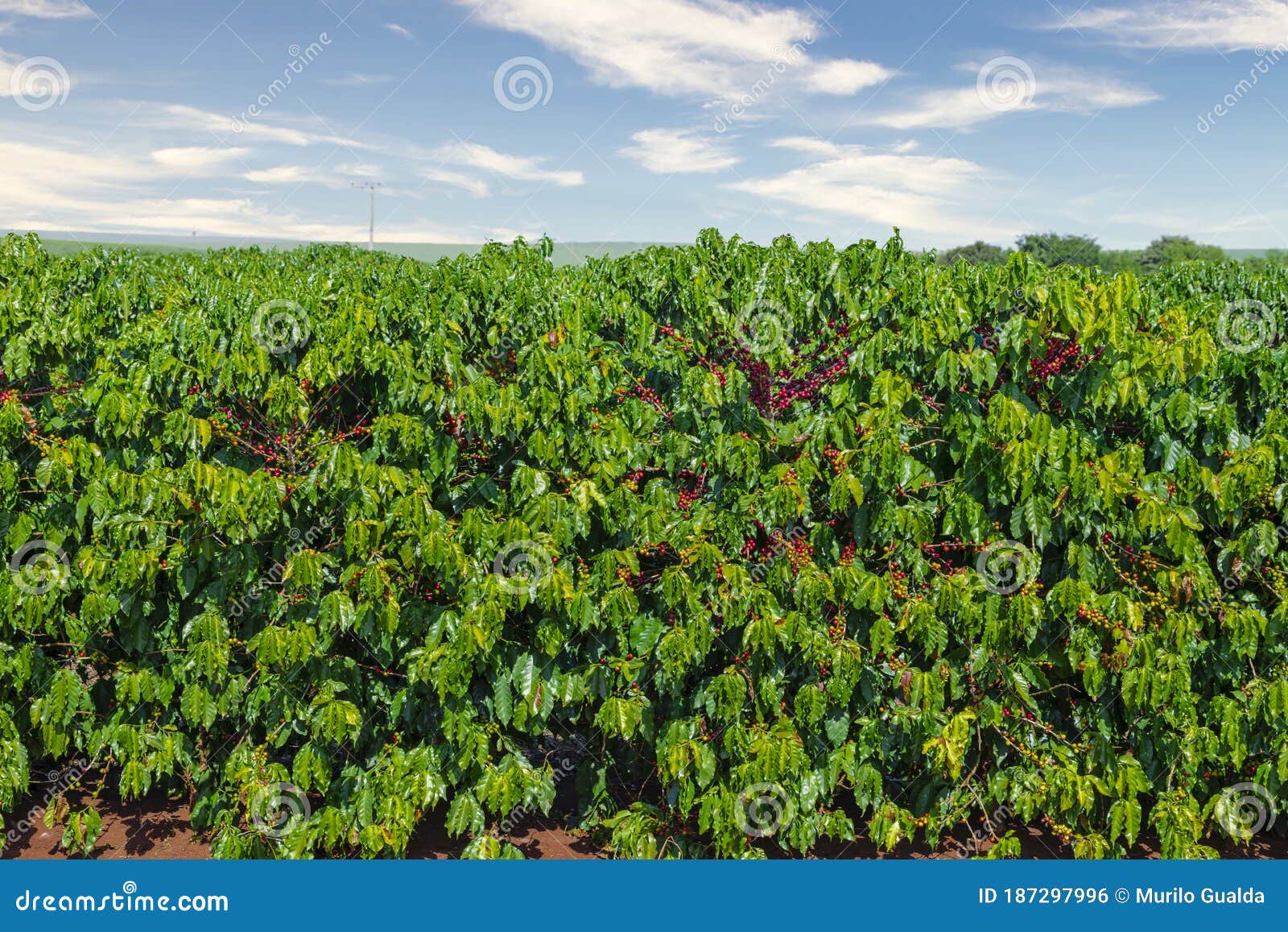 Closeup of Coffee Fruit in Coffee Farm and Plantations in Brazil Stock