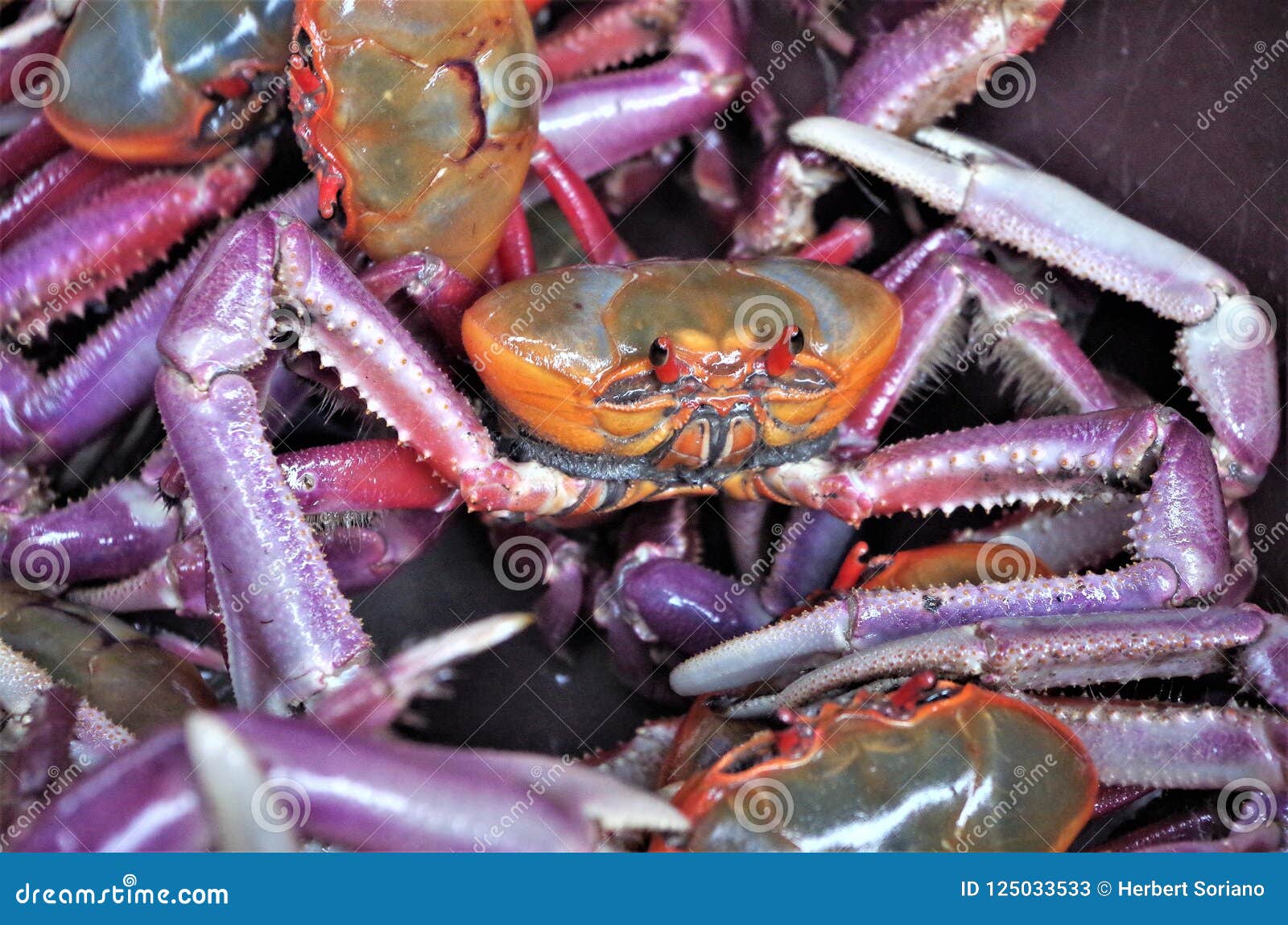 colored exotic halloween crab on the mangrove swamp honduras