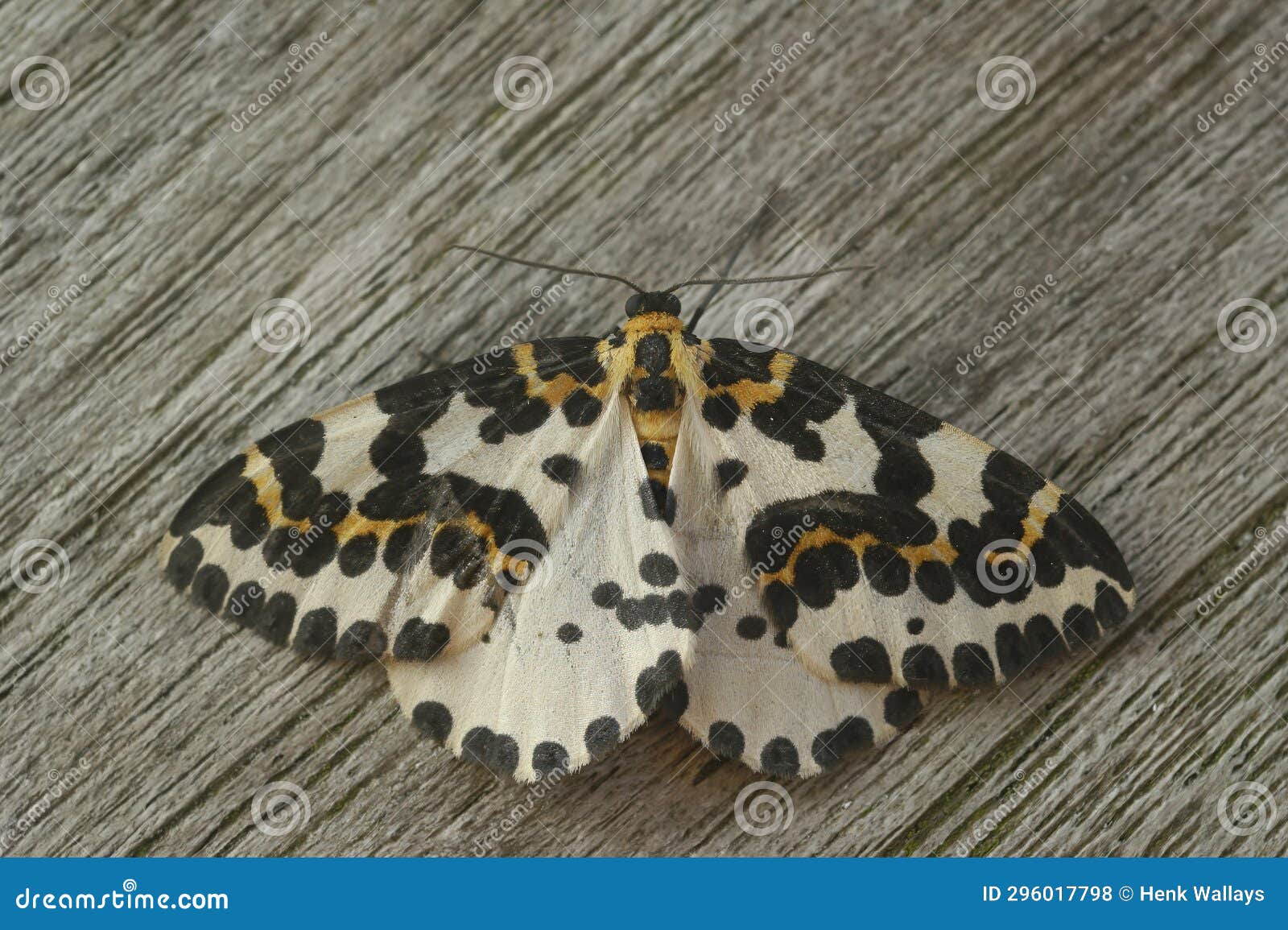 closeup on the colorful magpie geometer moth, abraxas grossulariata, sitting on wood