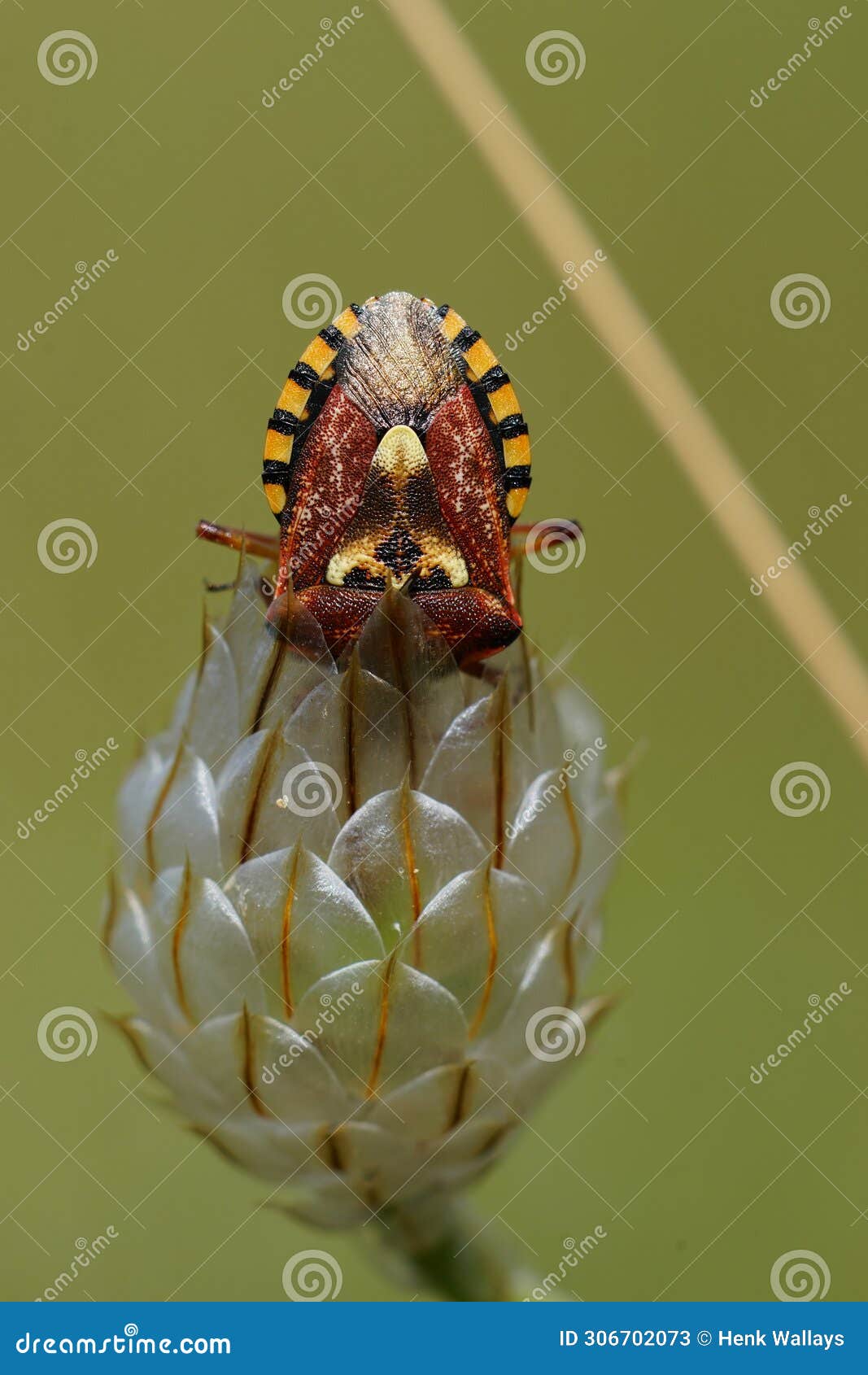 closeup on a colorful mediterranean pentatomid shieldbug, codophila varia