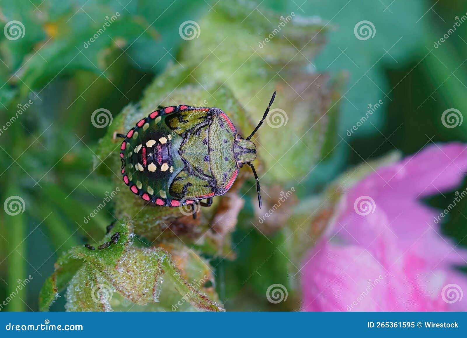 closeup of the colorful nymph of the souther green shieldbug , nezara virudula