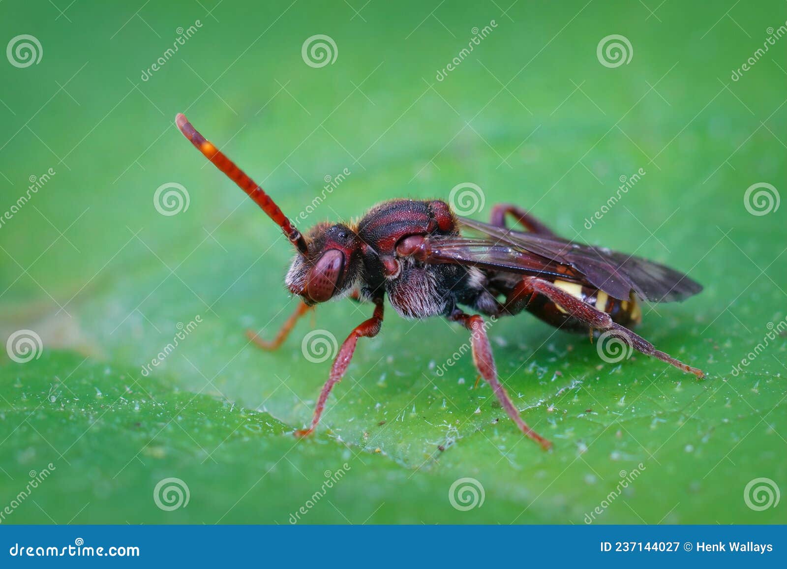 closeup of a colorful red female cuckoo panzer's nomad bee nomada panzeri