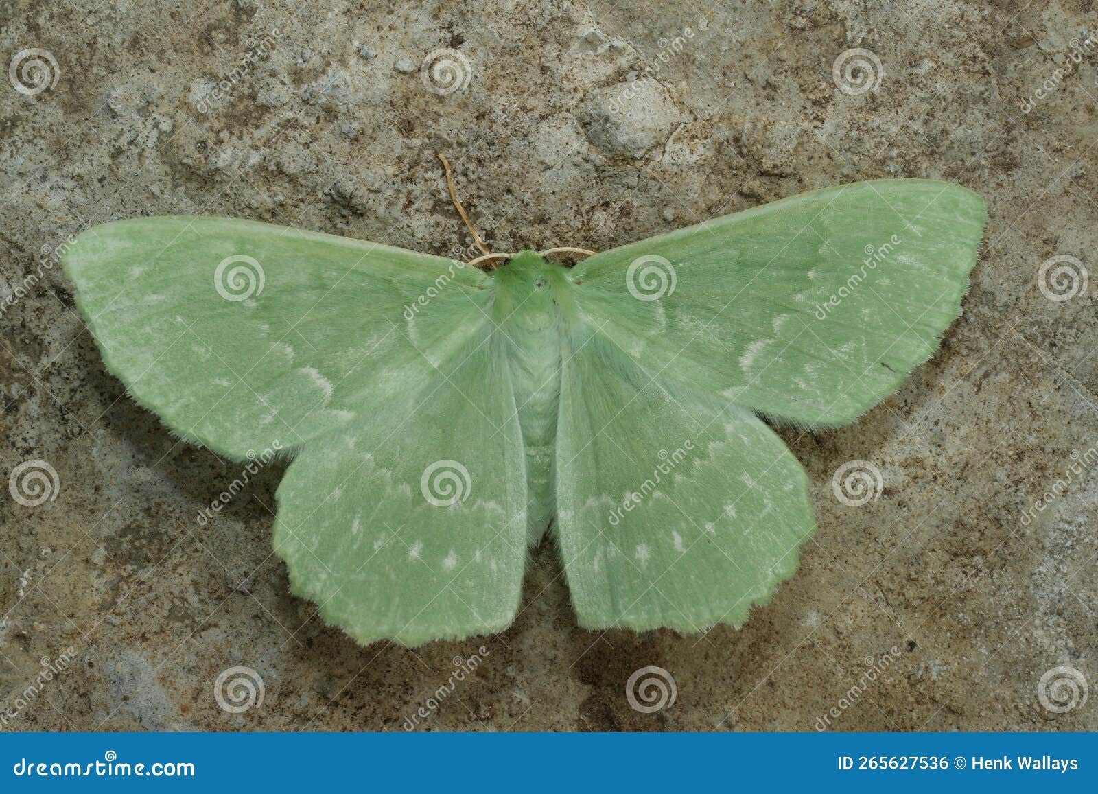 closeup on the colorful soft green large emerald geometer moth, geometra papilionaria with spread wings