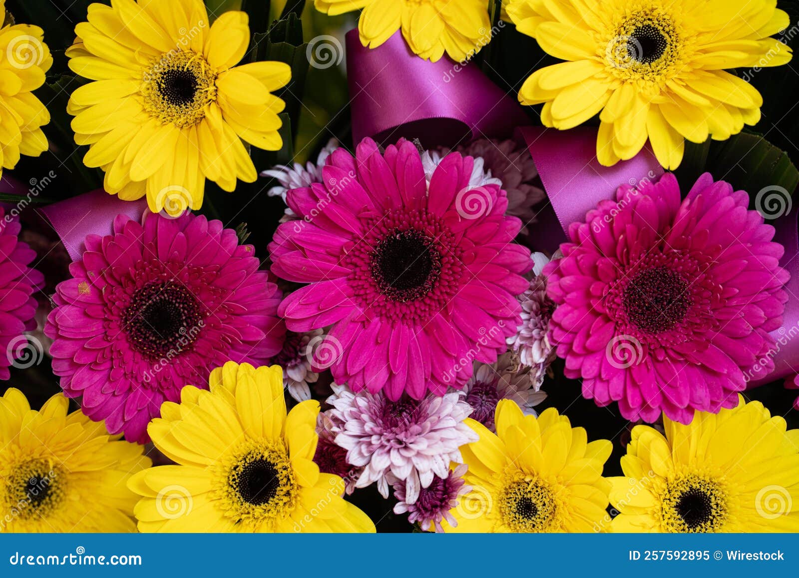 Closeup of Colourful Daisy Flowers Stock Image Image of botany