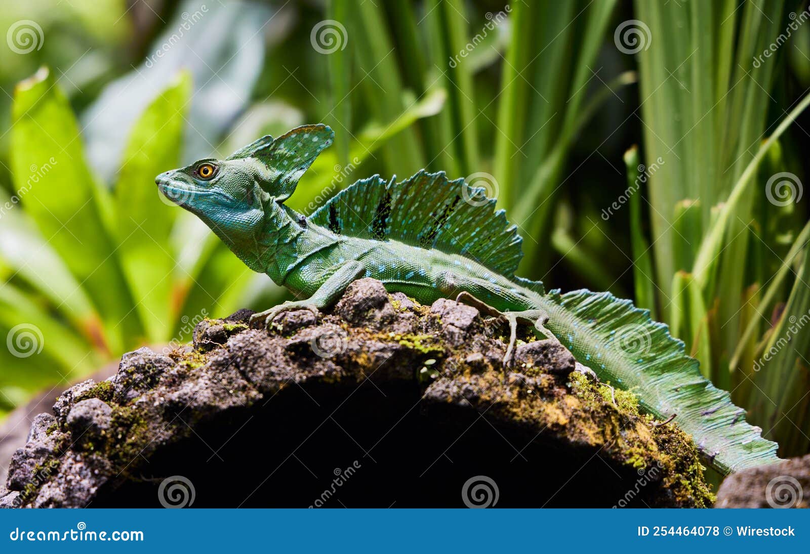 closeup of common basilisk in the area of tabacon hot springs, costa rica