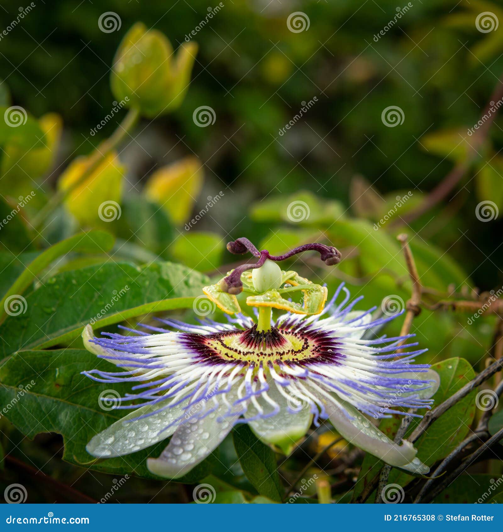 Closeup of a Common Passion Flower in Full Bloom Stock Photo Image of