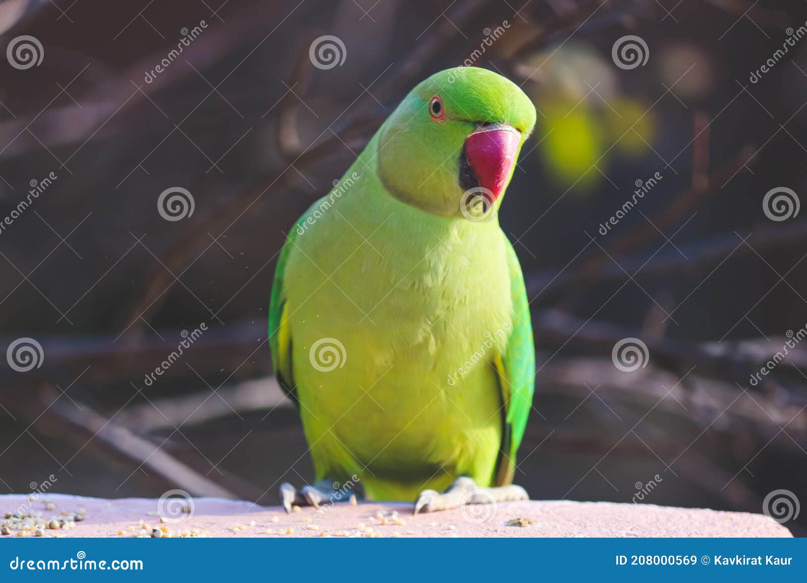 Closeup of a Common Yellow and Green Parrot Stock Image Image of love