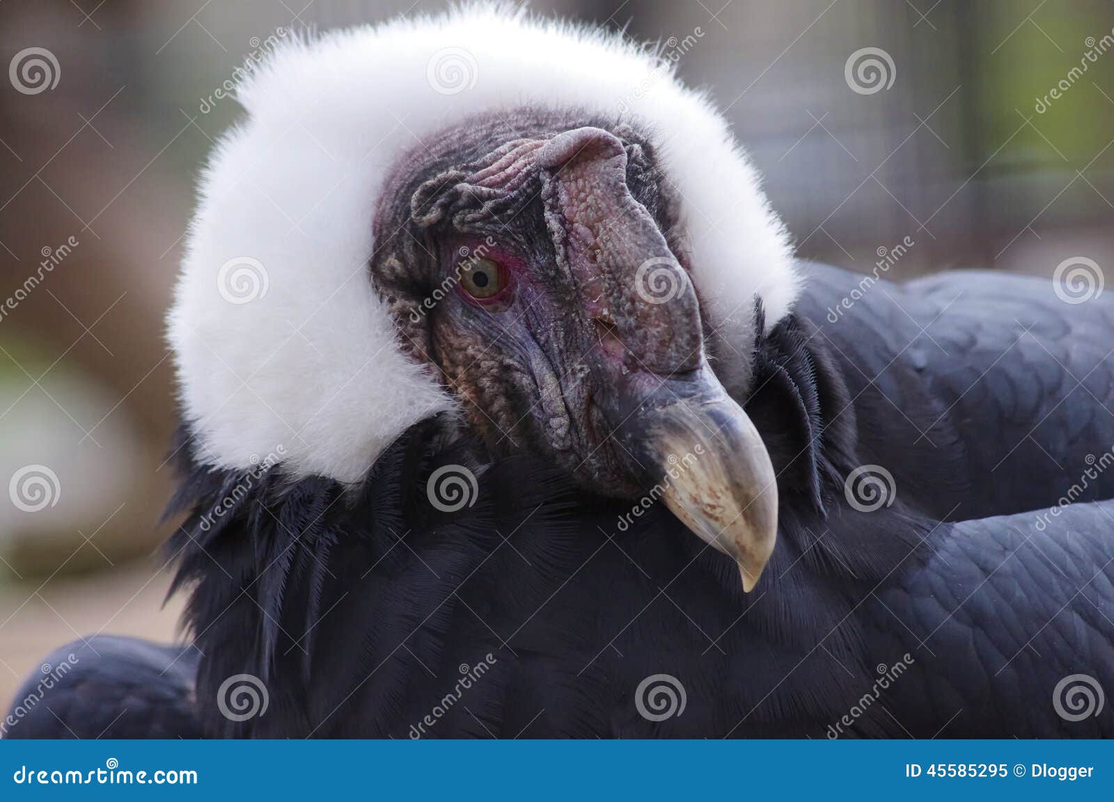 Closeup of a Condor. stock image. Image of bird, face 45585295
