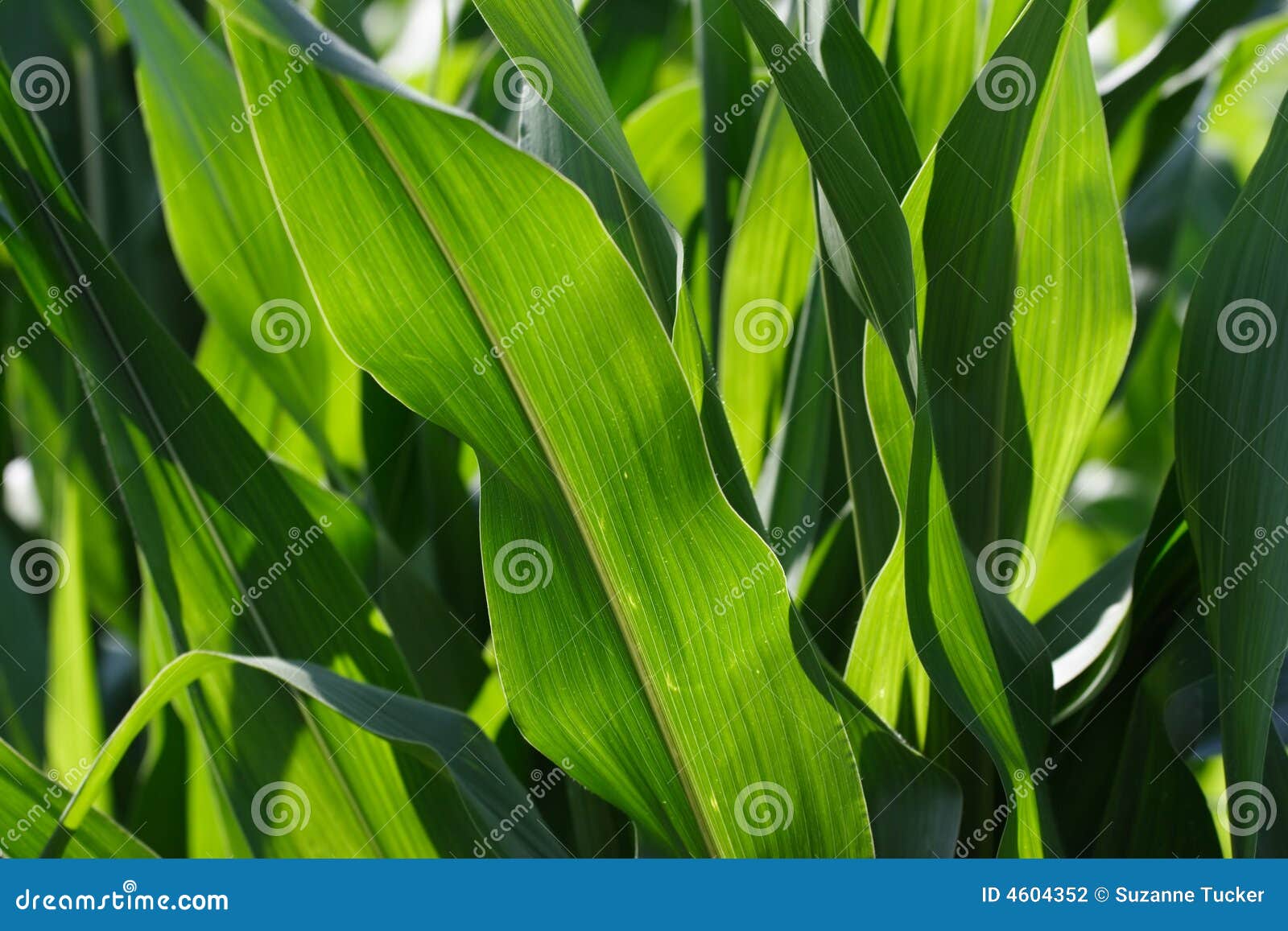 Closeup of corn leaves stock photo. Image of growth, leaves 4604352