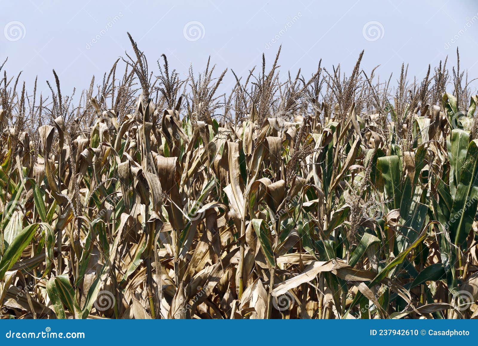 closeup of corn plants with ear, ready for harvest