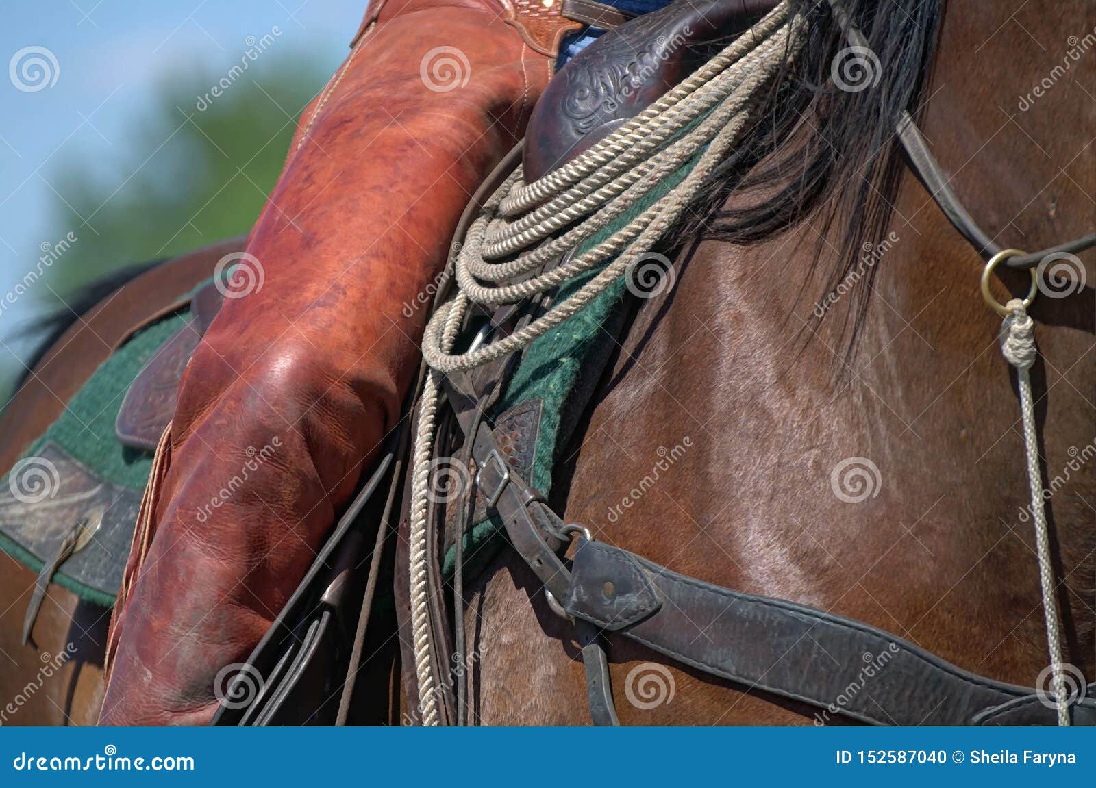 closeup of rider on a horse featuring a lariat and orange chaps