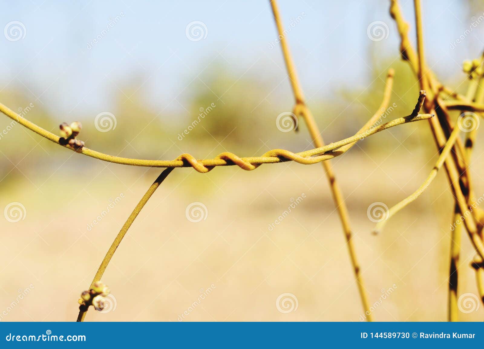 Closeup of a creeper plant stock photo. Image of branch 144589730