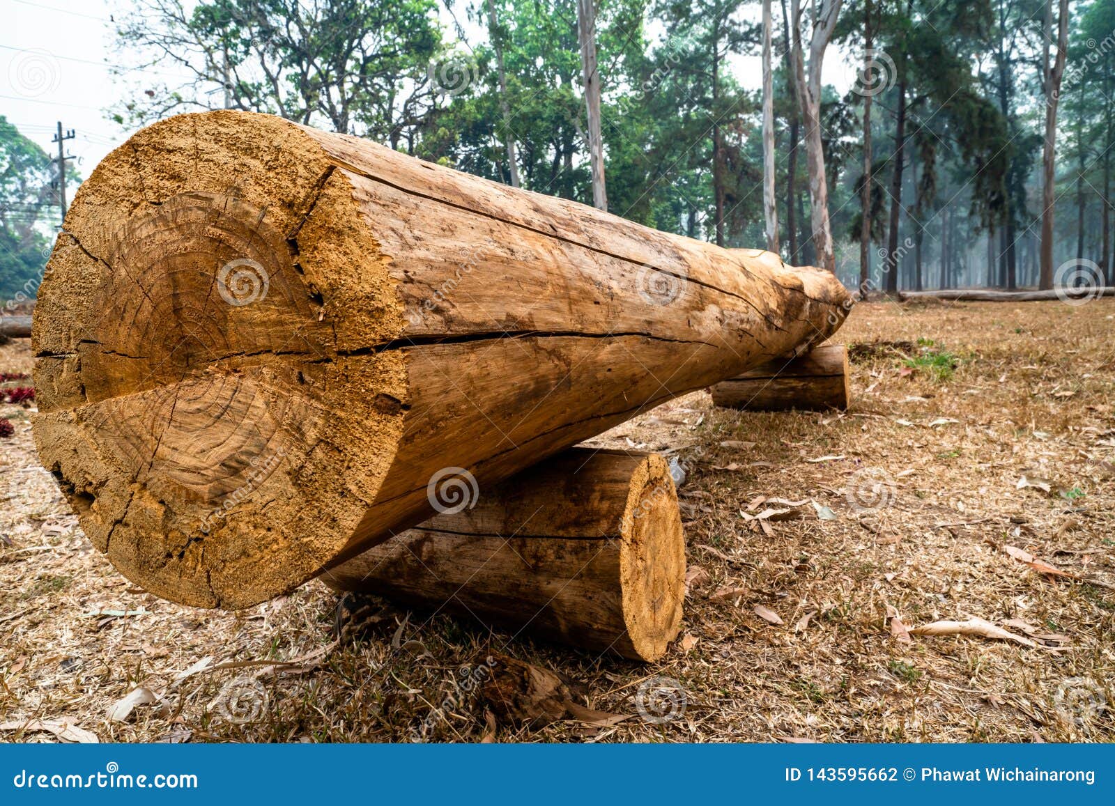 Annual ring wood cross section - Stock Photo [40383864] - PIXTA