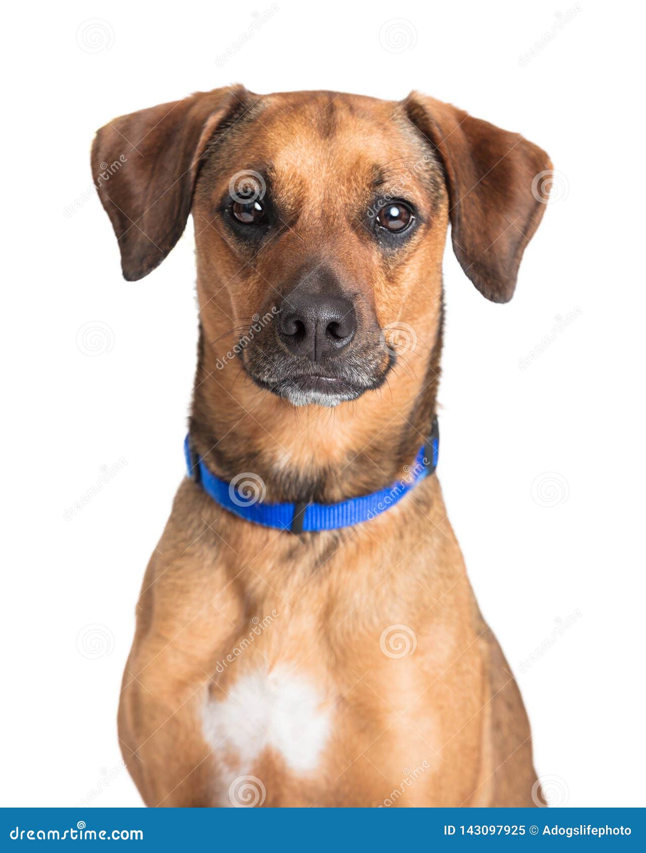 Closeup Cute Brown Dog Facing Forward Stock Image Image Of Crossbreed