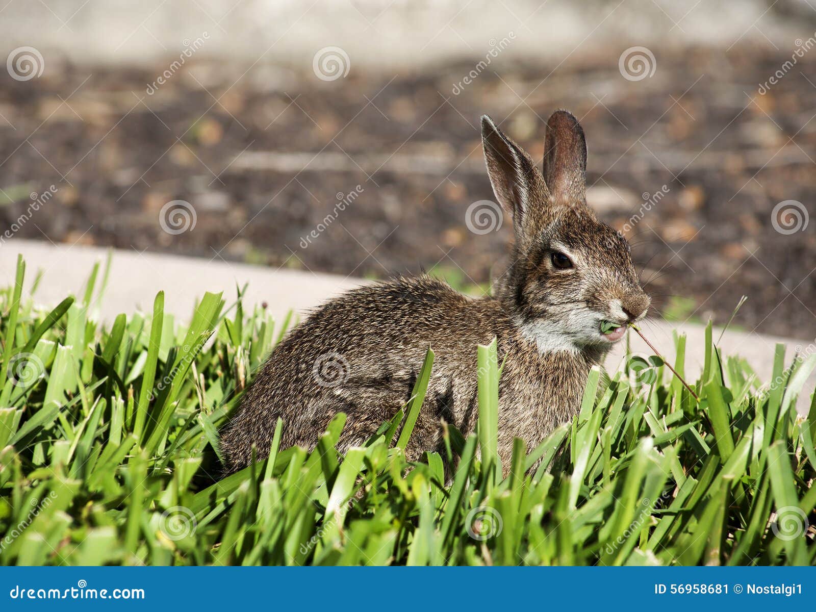 Closeup of Cute Cottontail Bunny Rabbit in the Garden. Stock Image